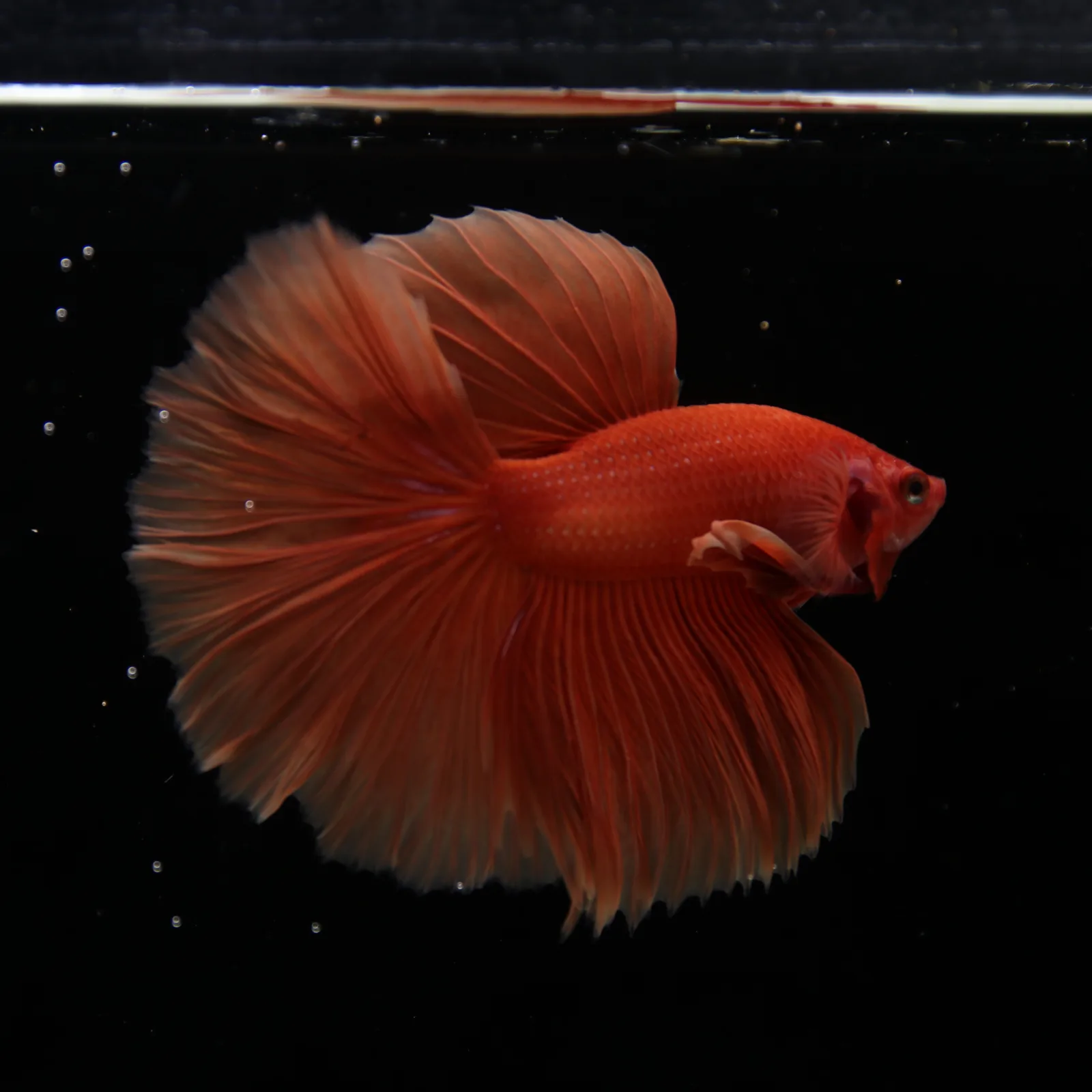 Show Grade Orange Halfmoon Betta Fish – Male Betta splendens media 8