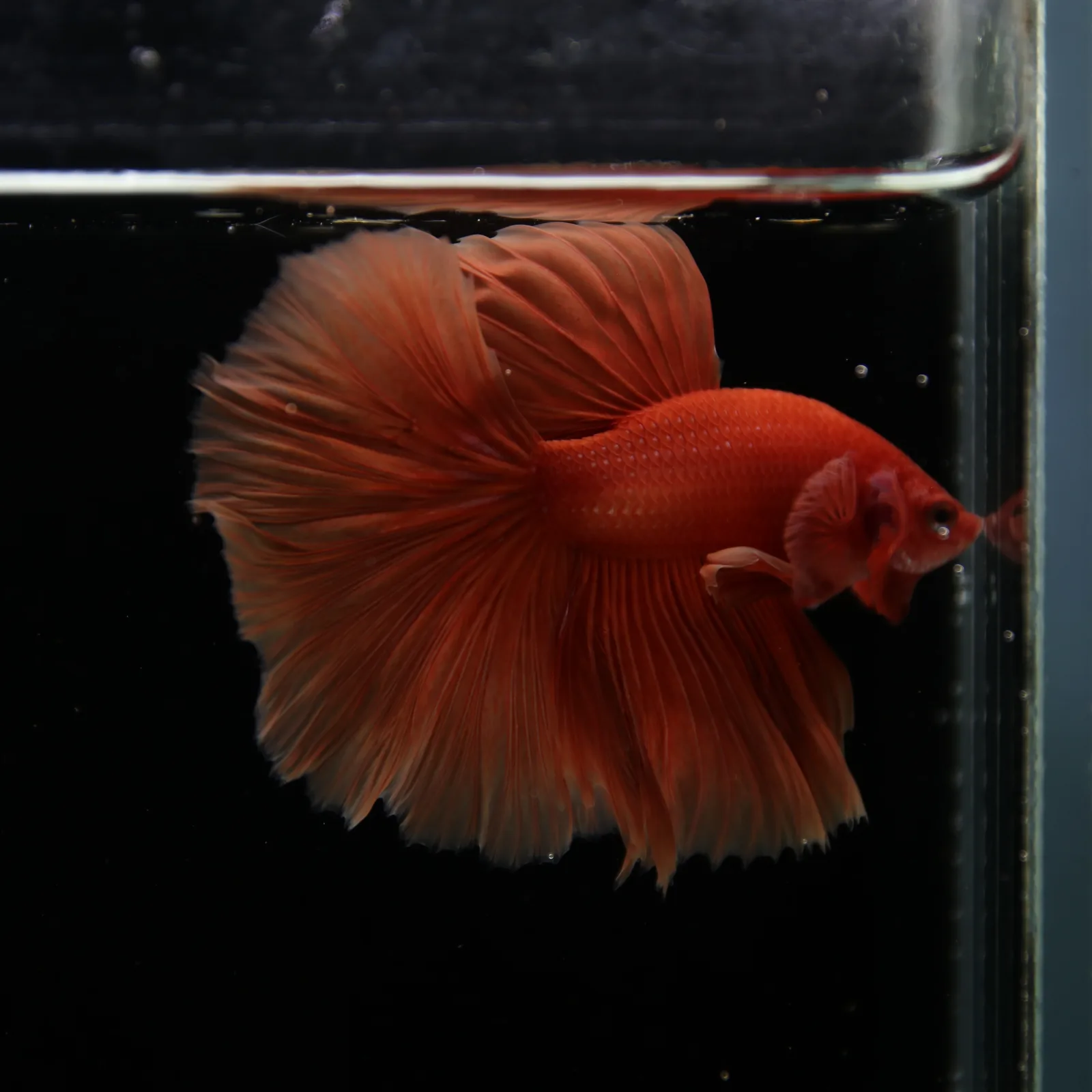 Show Grade Orange Halfmoon Betta Fish – Male Betta splendens media 9