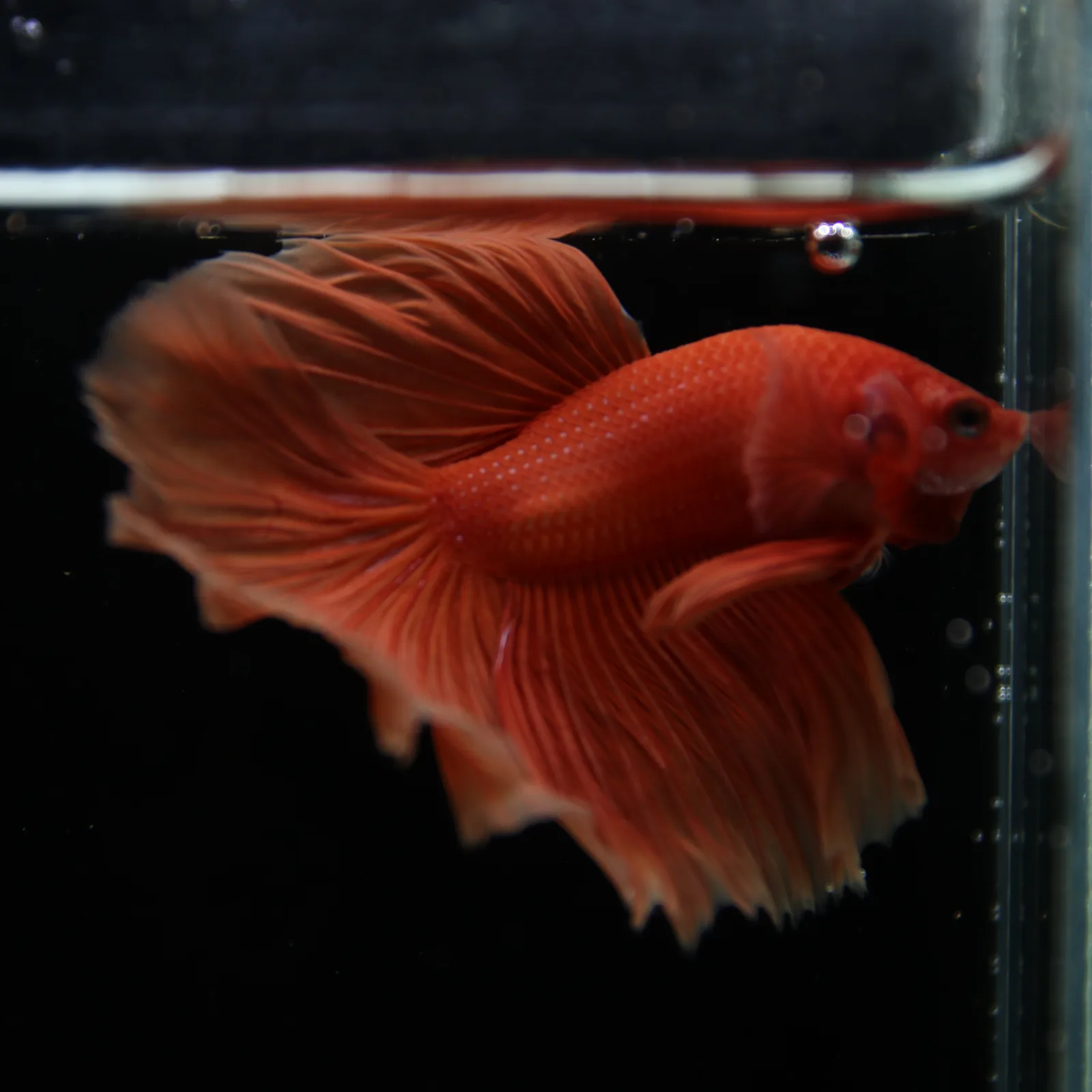 Show Grade Orange Halfmoon Betta Fish – Male Betta splendens media 10