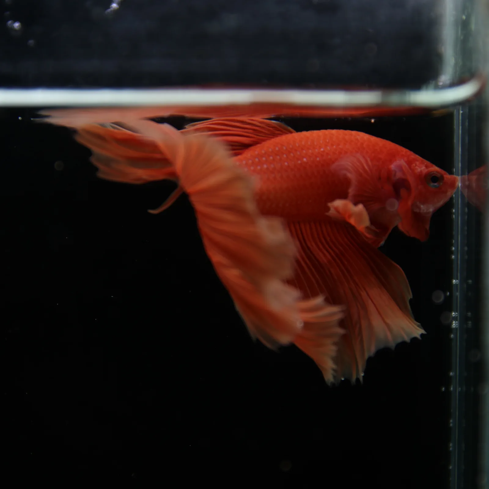 Show Grade Orange Halfmoon Betta Fish – Male Betta splendens media 11