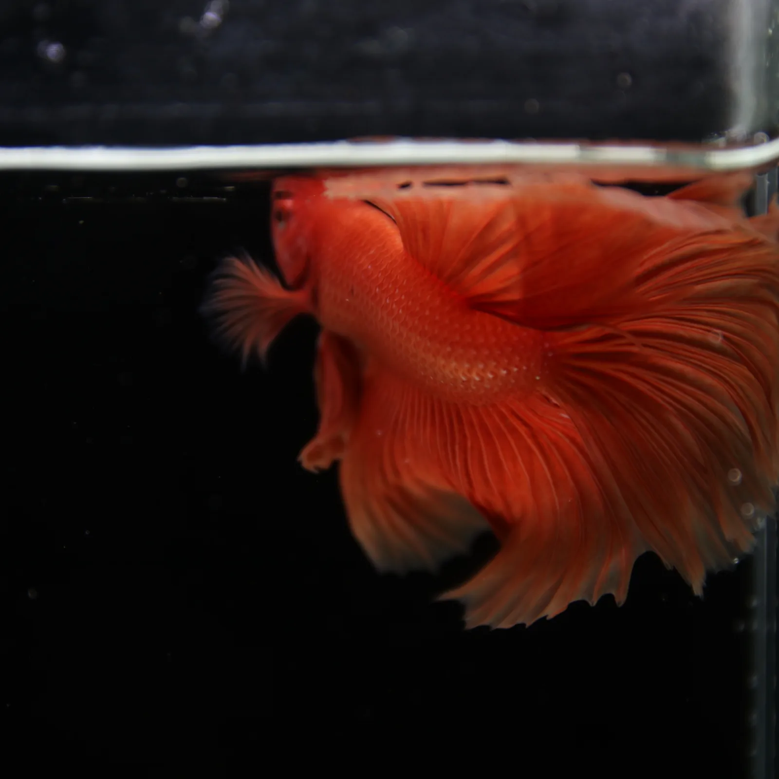 Show Grade Orange Halfmoon Betta Fish – Male Betta splendens media 12