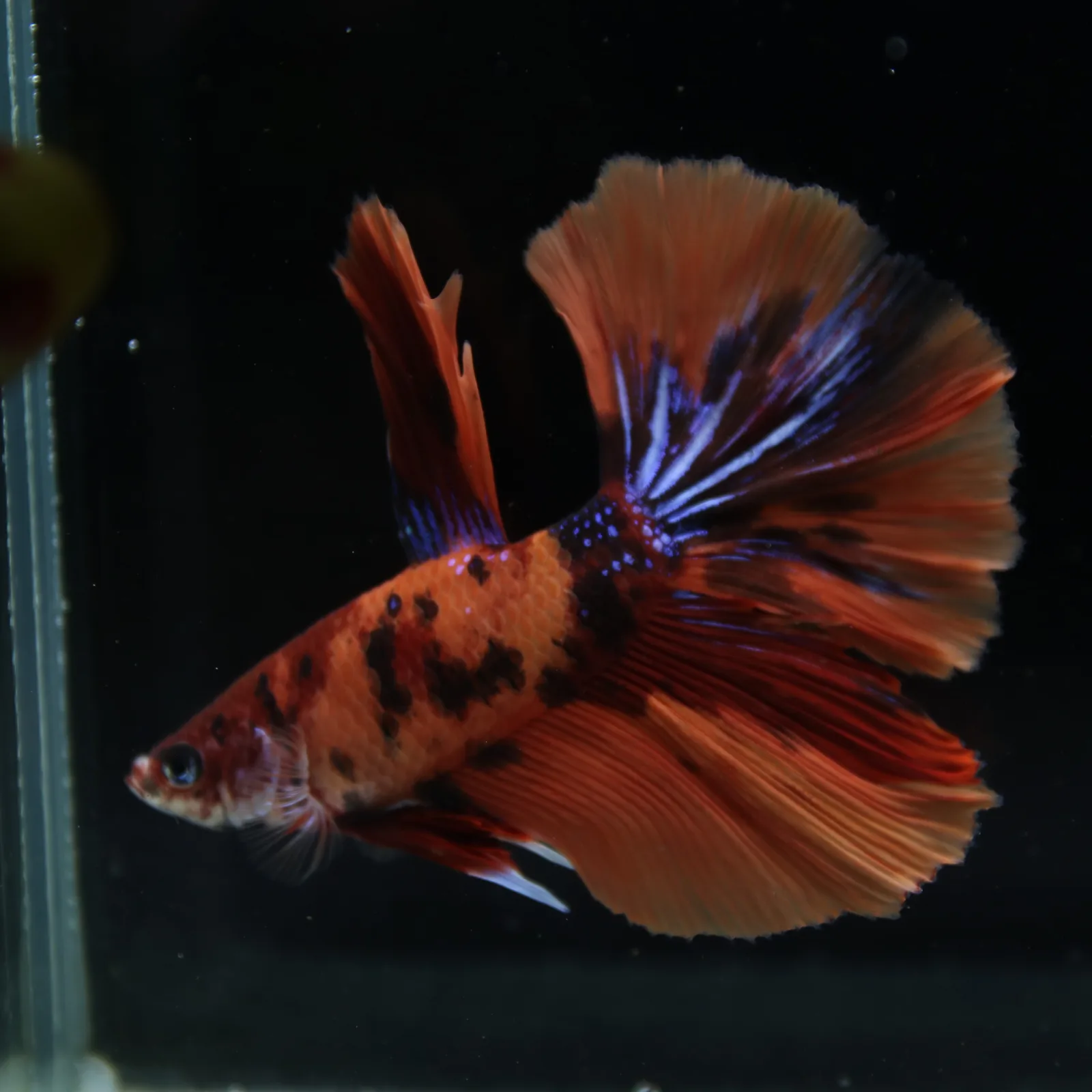 Show Grade Male Halfmoon Multicolor Betta – Orange, Black & Metallic Blue Marble media 2