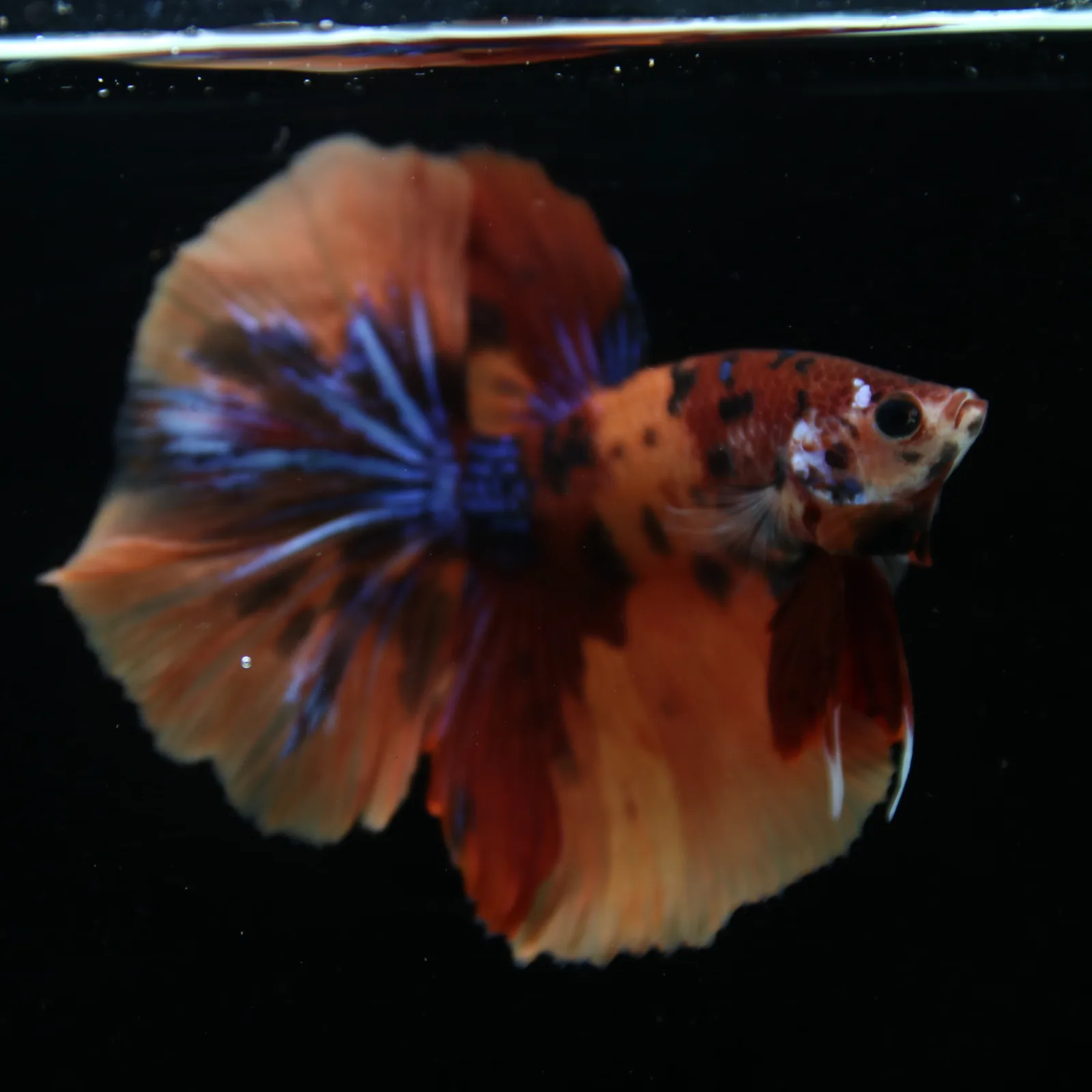 Show Grade Male Halfmoon Multicolor Betta – Orange, Black & Metallic Blue Marble media 5
