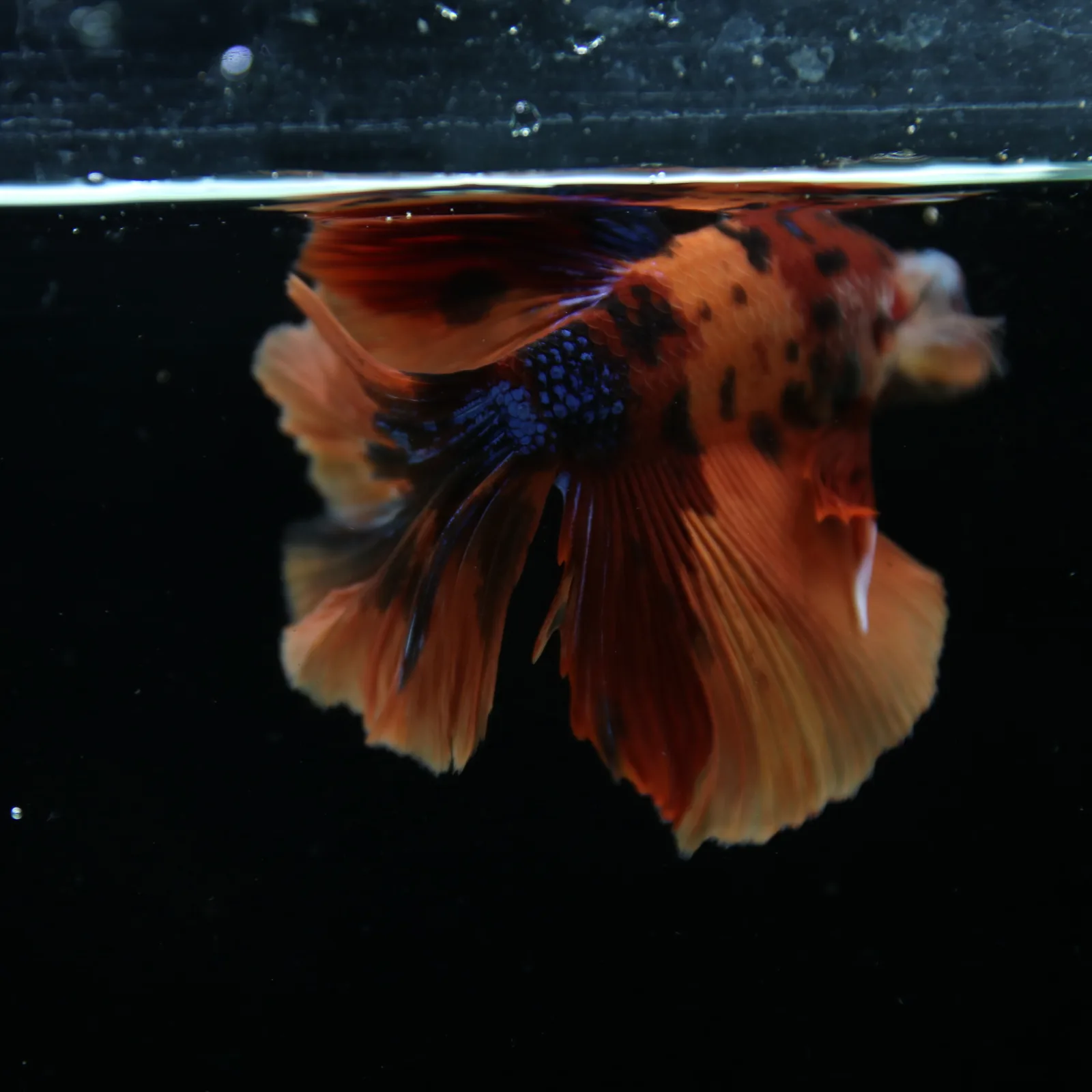 Show Grade Male Halfmoon Multicolor Betta – Orange, Black & Metallic Blue Marble media 6