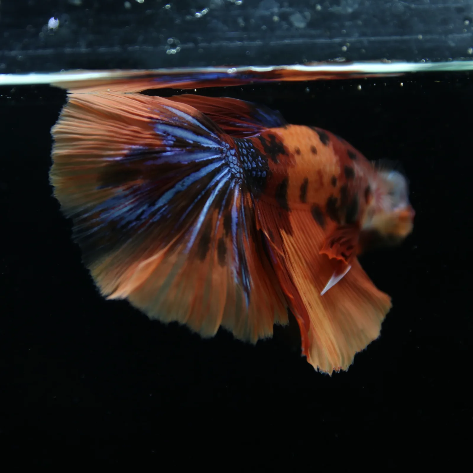 Show Grade Male Halfmoon Multicolor Betta – Orange, Black & Metallic Blue Marble media 7
