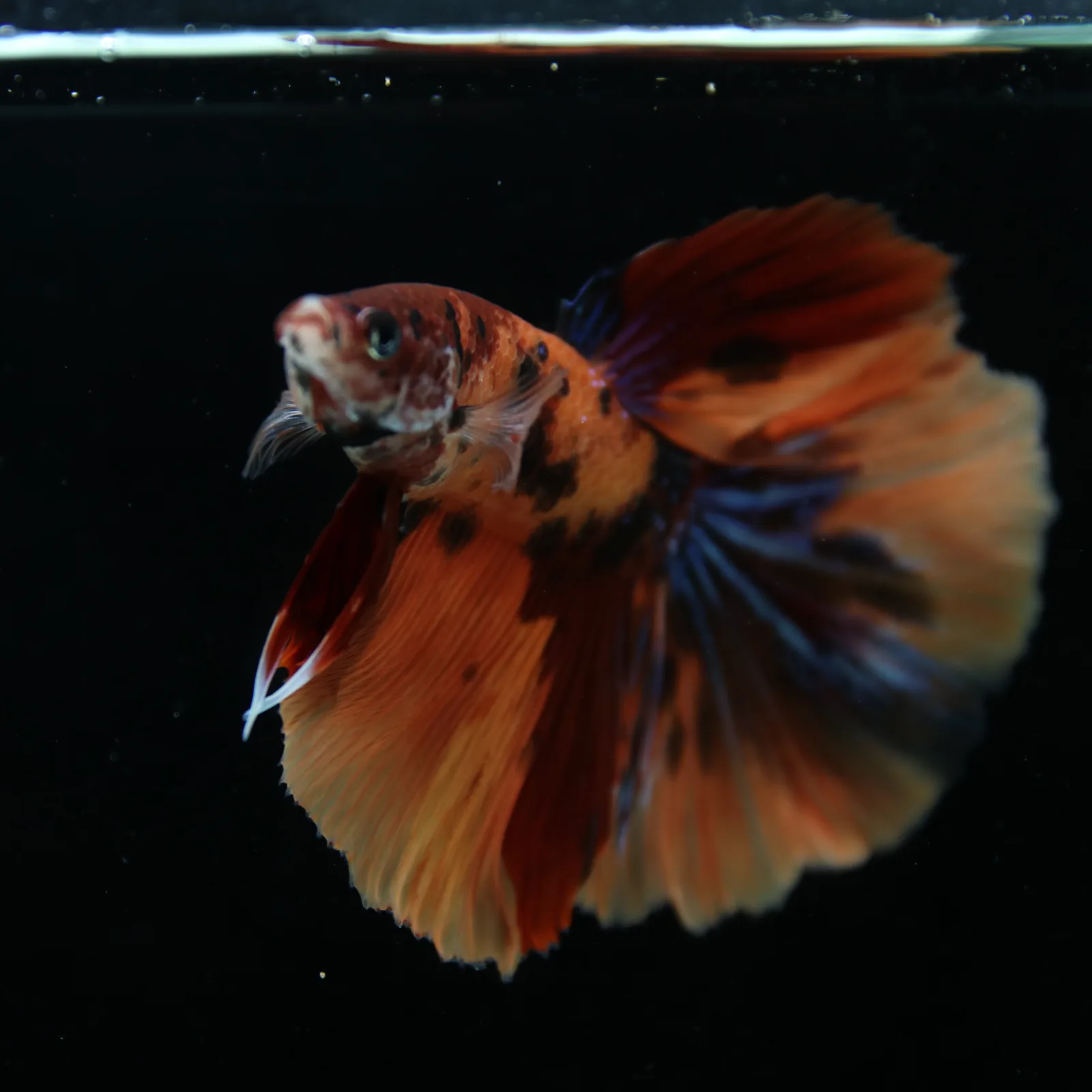 Show Grade Male Halfmoon Multicolor Betta – Orange, Black & Metallic Blue Marble media 10