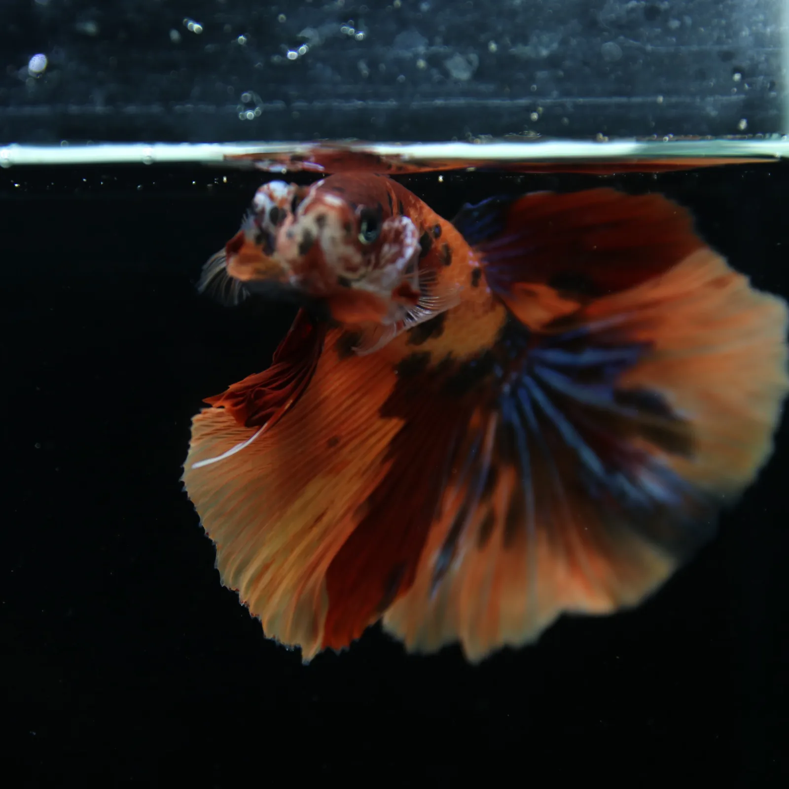 Show Grade Male Halfmoon Multicolor Betta – Orange, Black & Metallic Blue Marble media 11