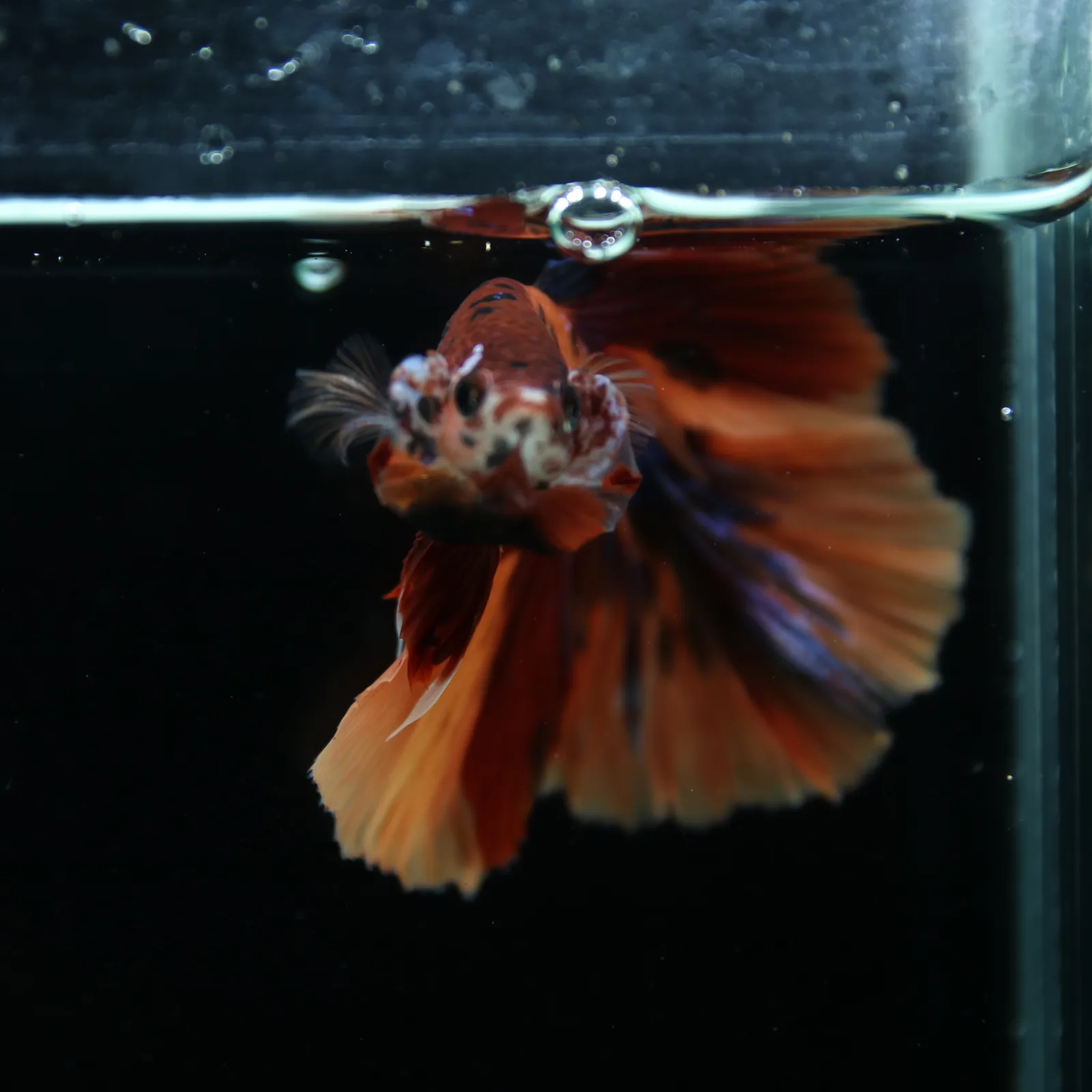 Show Grade Male Halfmoon Multicolor Betta – Orange, Black & Metallic Blue Marble media 12