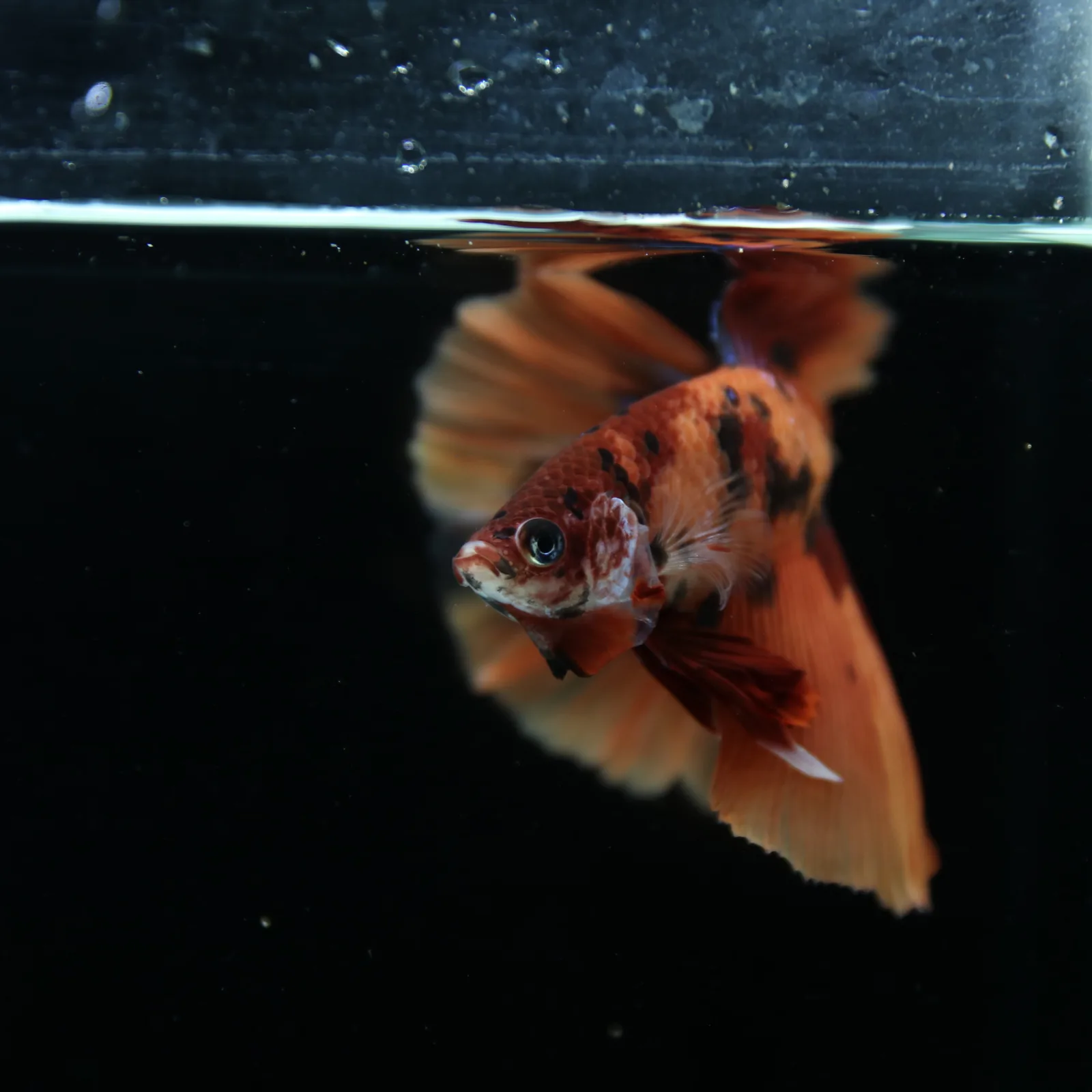 Show Grade Male Halfmoon Multicolor Betta – Orange, Black & Metallic Blue Marble media 13