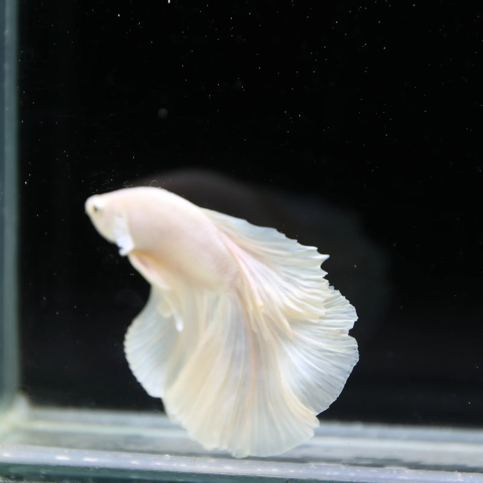 Male White Platinum Halfmoon Betta Fish – Pearly White Long-Fin Betta media 5