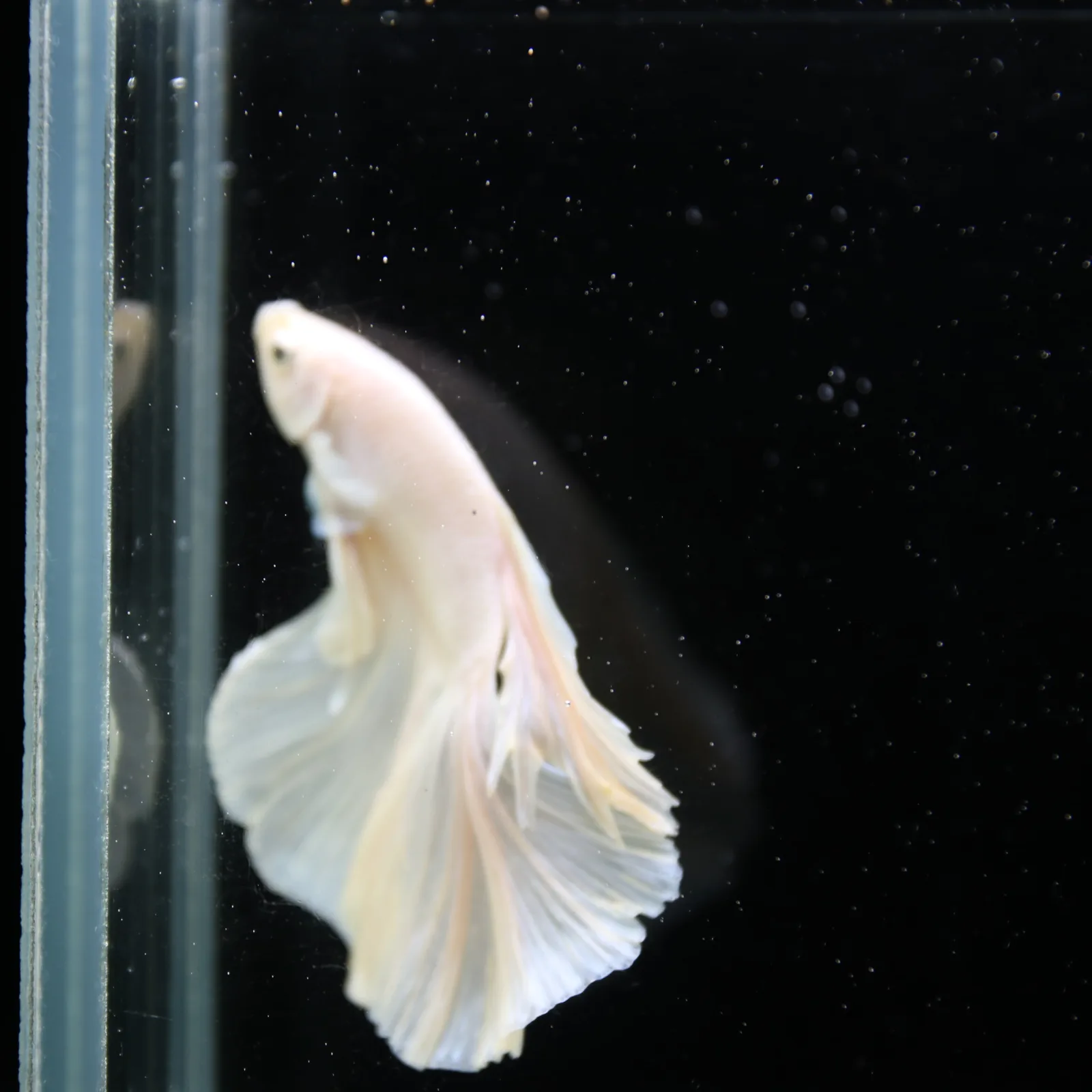 Male White Platinum Halfmoon Betta Fish – Pearly White Long-Fin Betta media 6