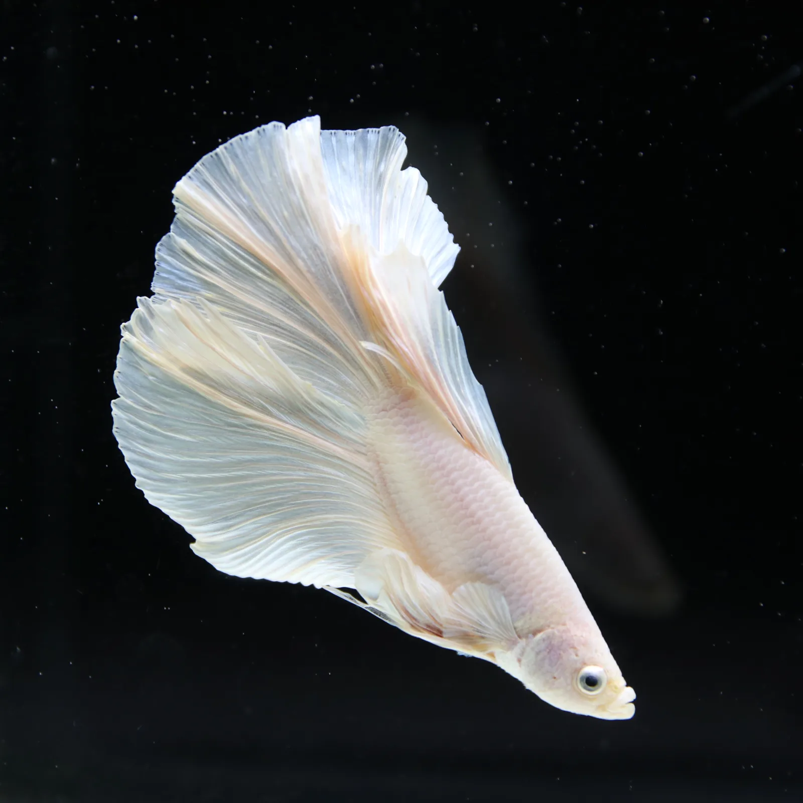 Male White Platinum Halfmoon Betta Fish – Pearly White Long-Fin Betta media 8