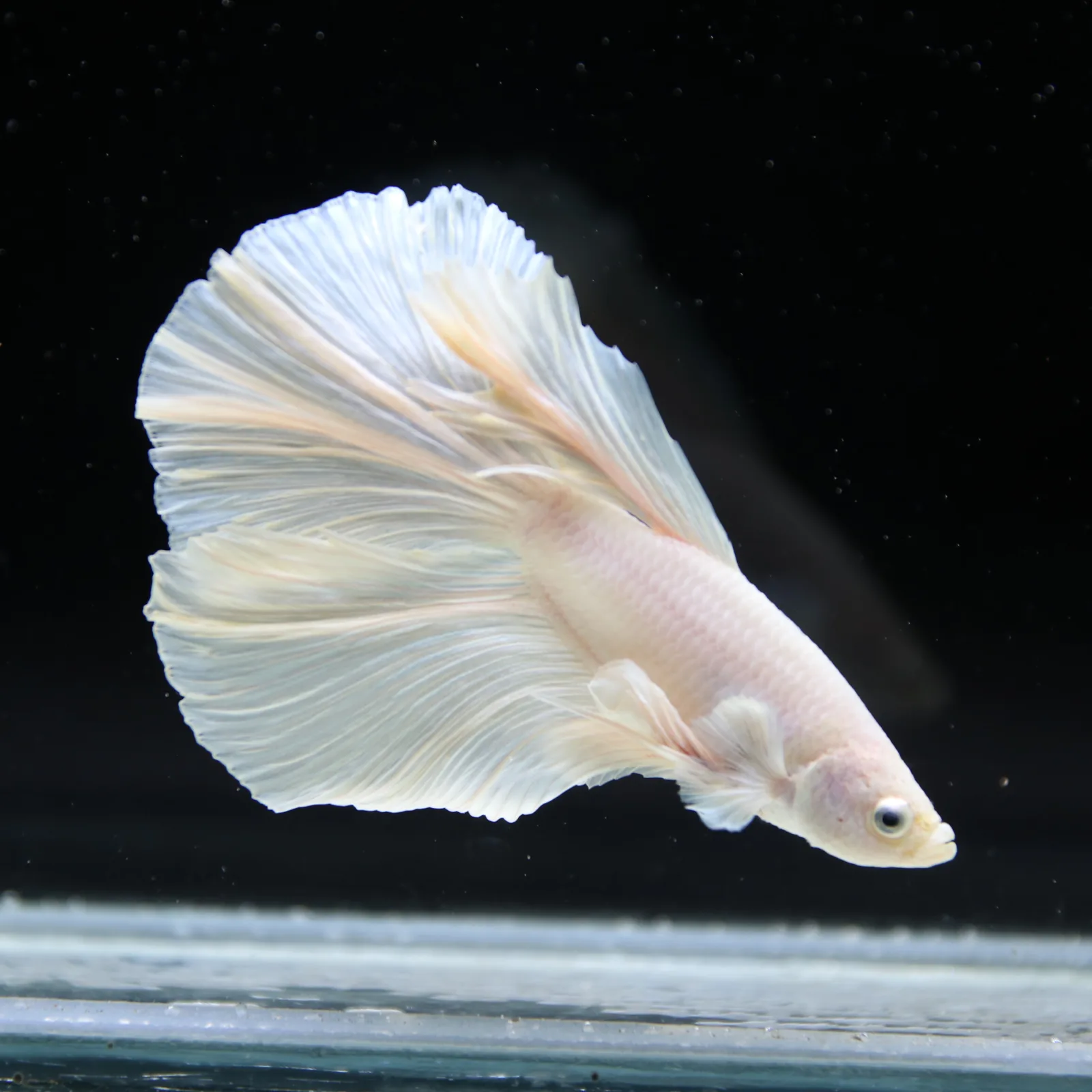 Male White Platinum Halfmoon Betta Fish – Pearly White Long-Fin Betta media 9
