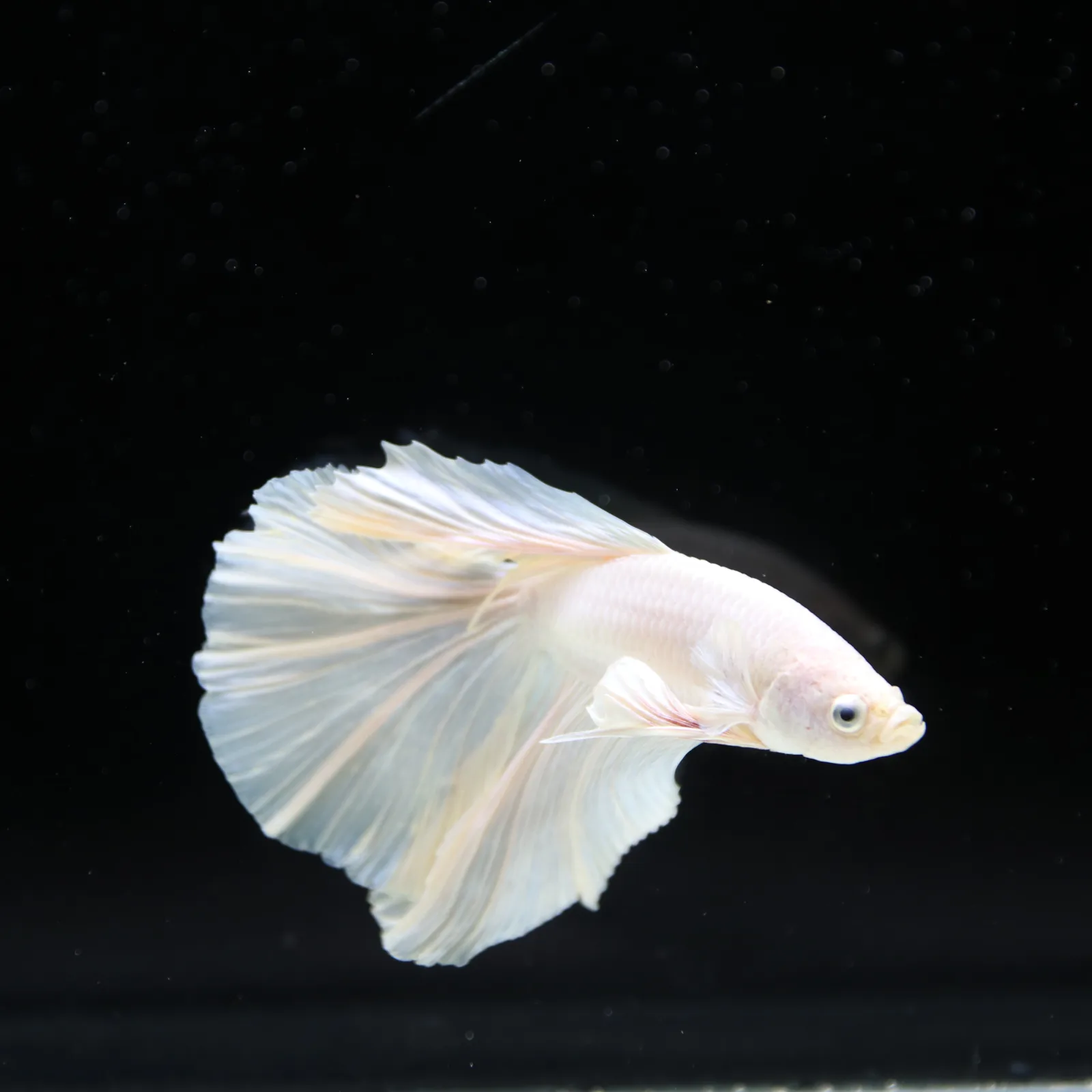 Male White Platinum Halfmoon Betta Fish – Pearly White Long-Fin Betta media 12