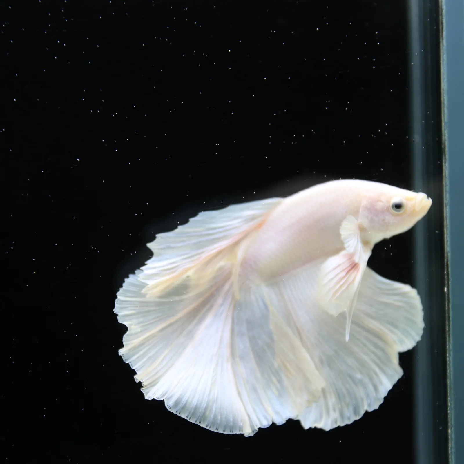 Male White Platinum Halfmoon Betta Fish – Pearly White Long-Fin Betta media 13
