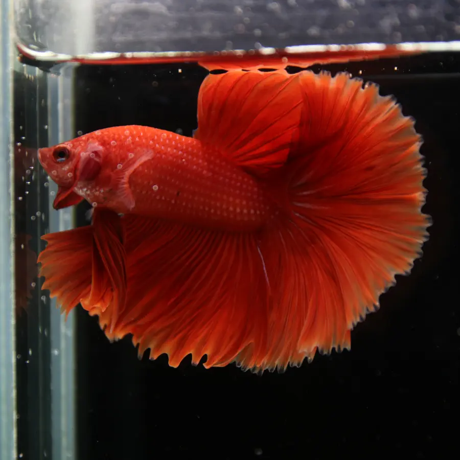 Show Grade Super Red Halfmoon Betta Fish – Male Solid Red Betta splendens
