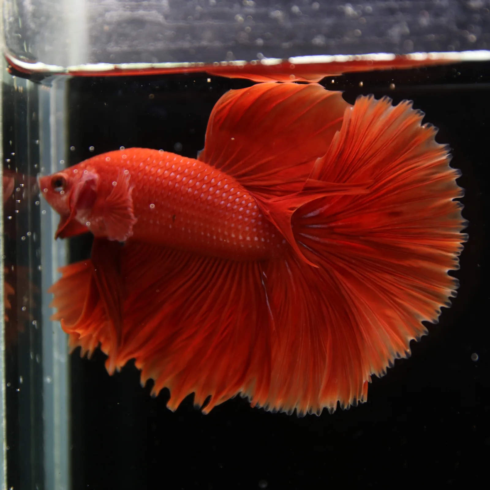 Show Grade Super Red Halfmoon Betta Fish – Male Solid Red Betta splendens media 3