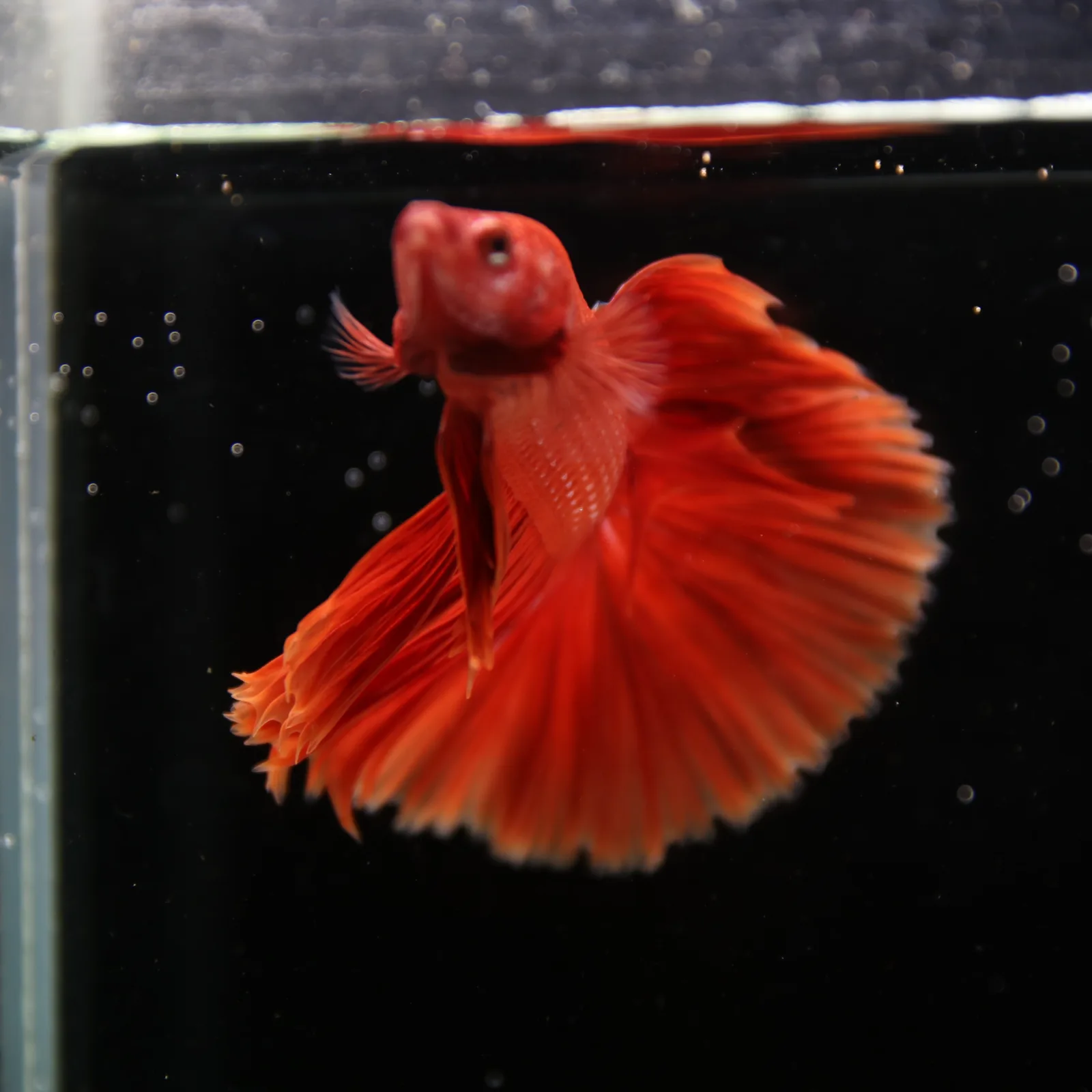 Show Grade Super Red Halfmoon Betta Fish – Male Solid Red Betta splendens media 5