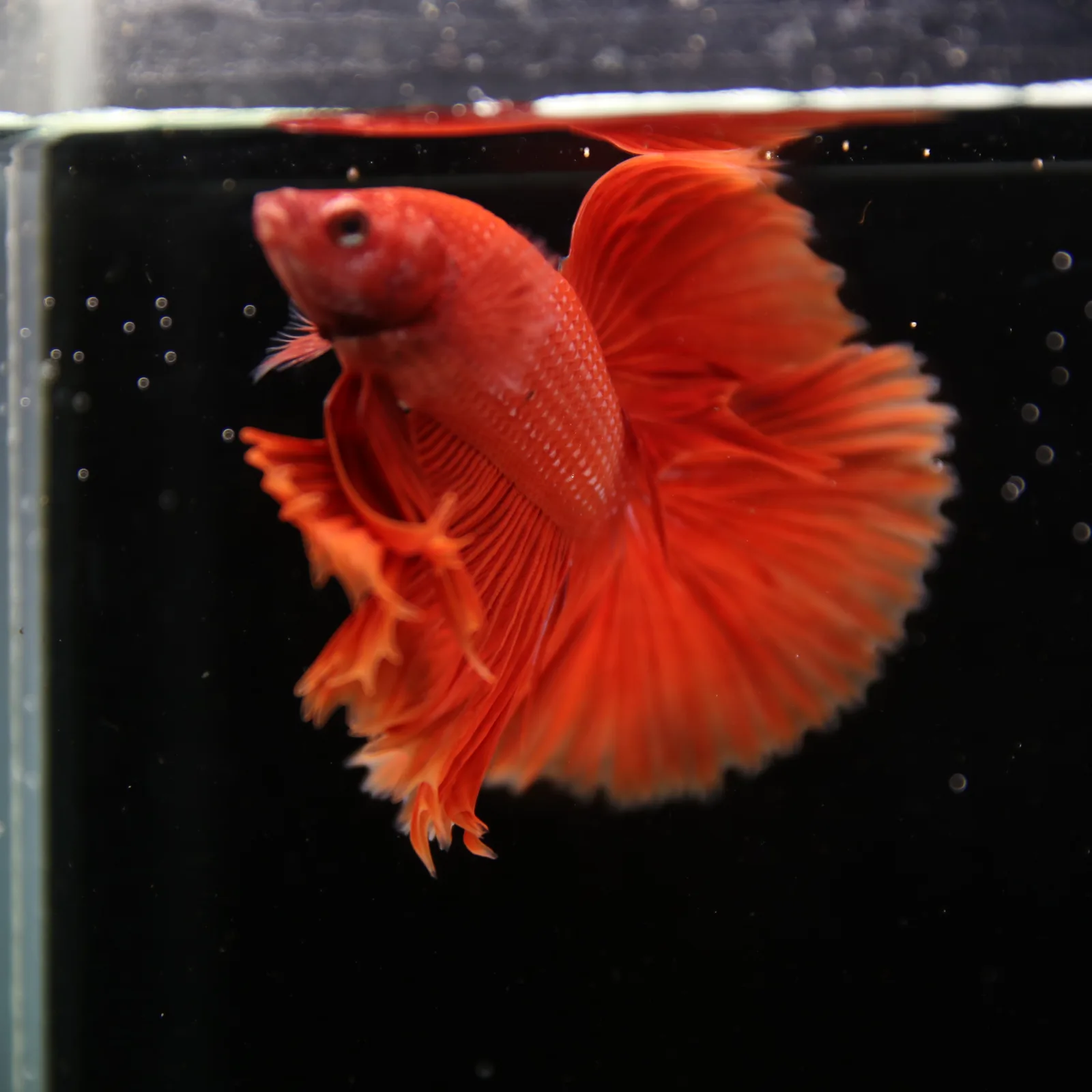 Show Grade Super Red Halfmoon Betta Fish – Male Solid Red Betta splendens media 6