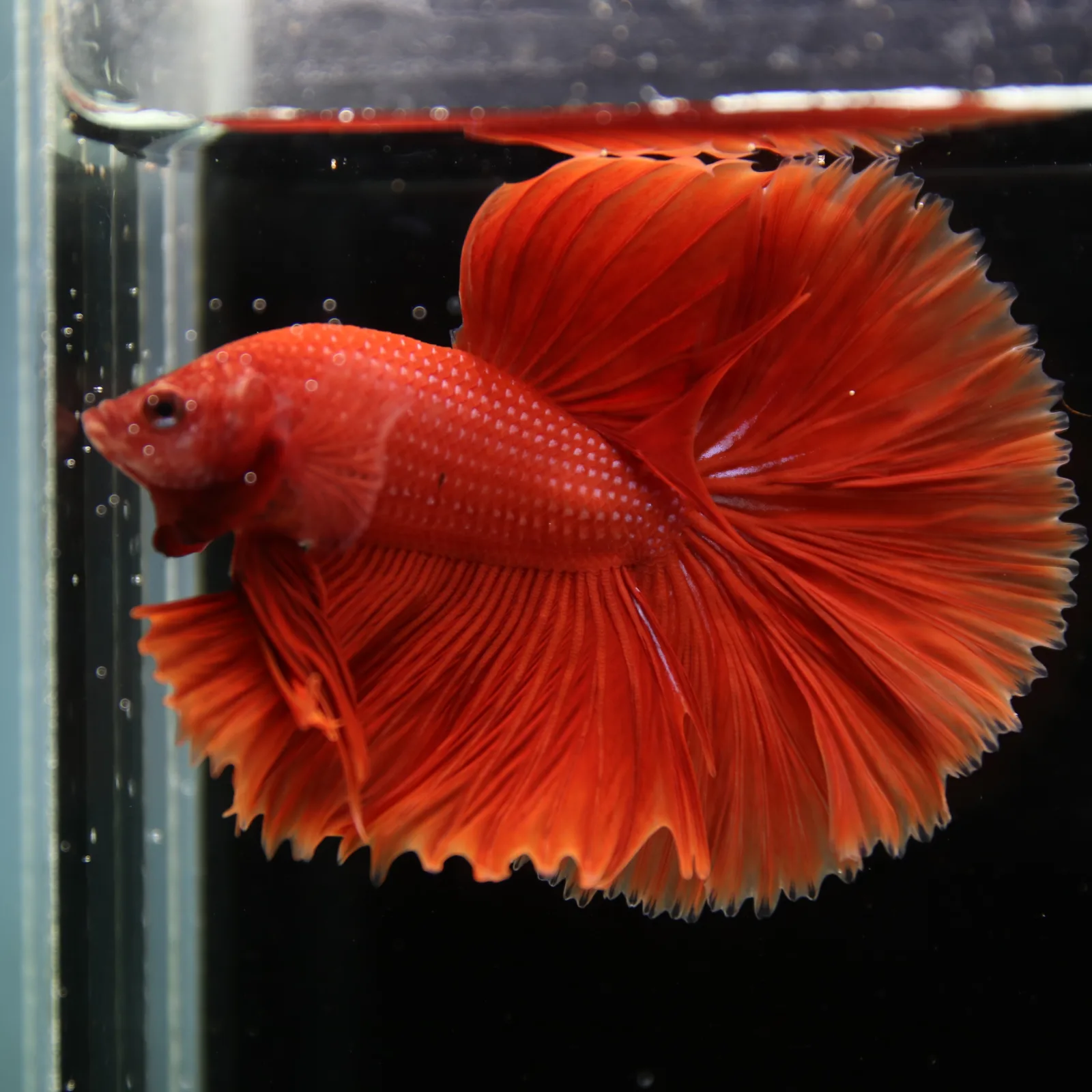 Show Grade Super Red Halfmoon Betta Fish – Male Solid Red Betta splendens media 8