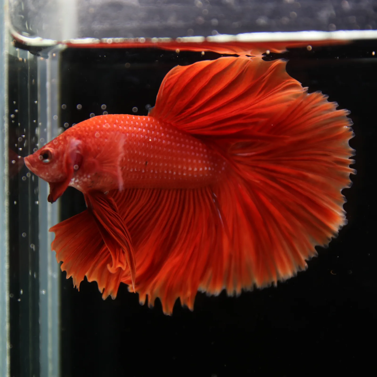 Show Grade Super Red Halfmoon Betta Fish – Male Solid Red Betta splendens media 10