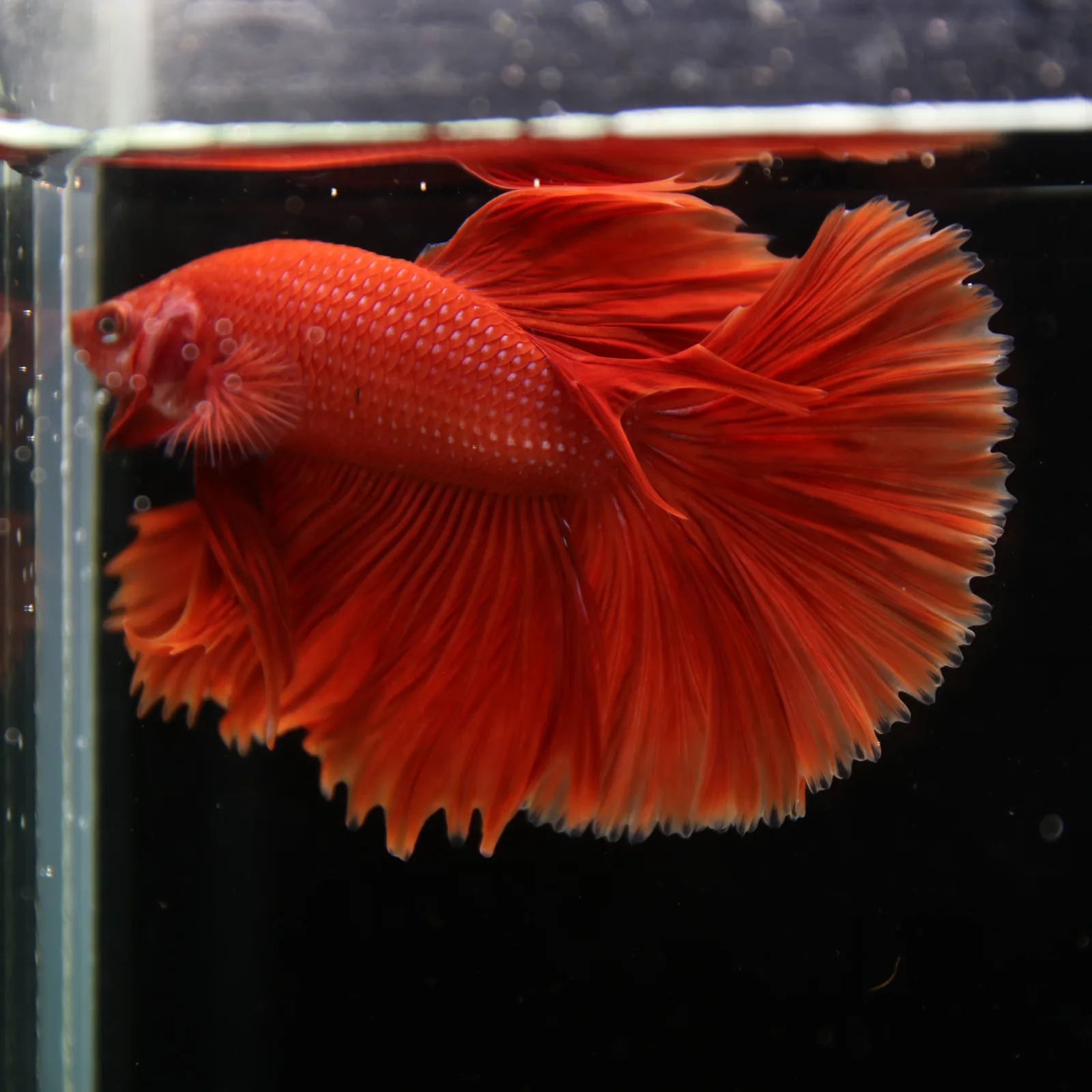 Show Grade Super Red Halfmoon Betta Fish – Male Solid Red Betta splendens media 12