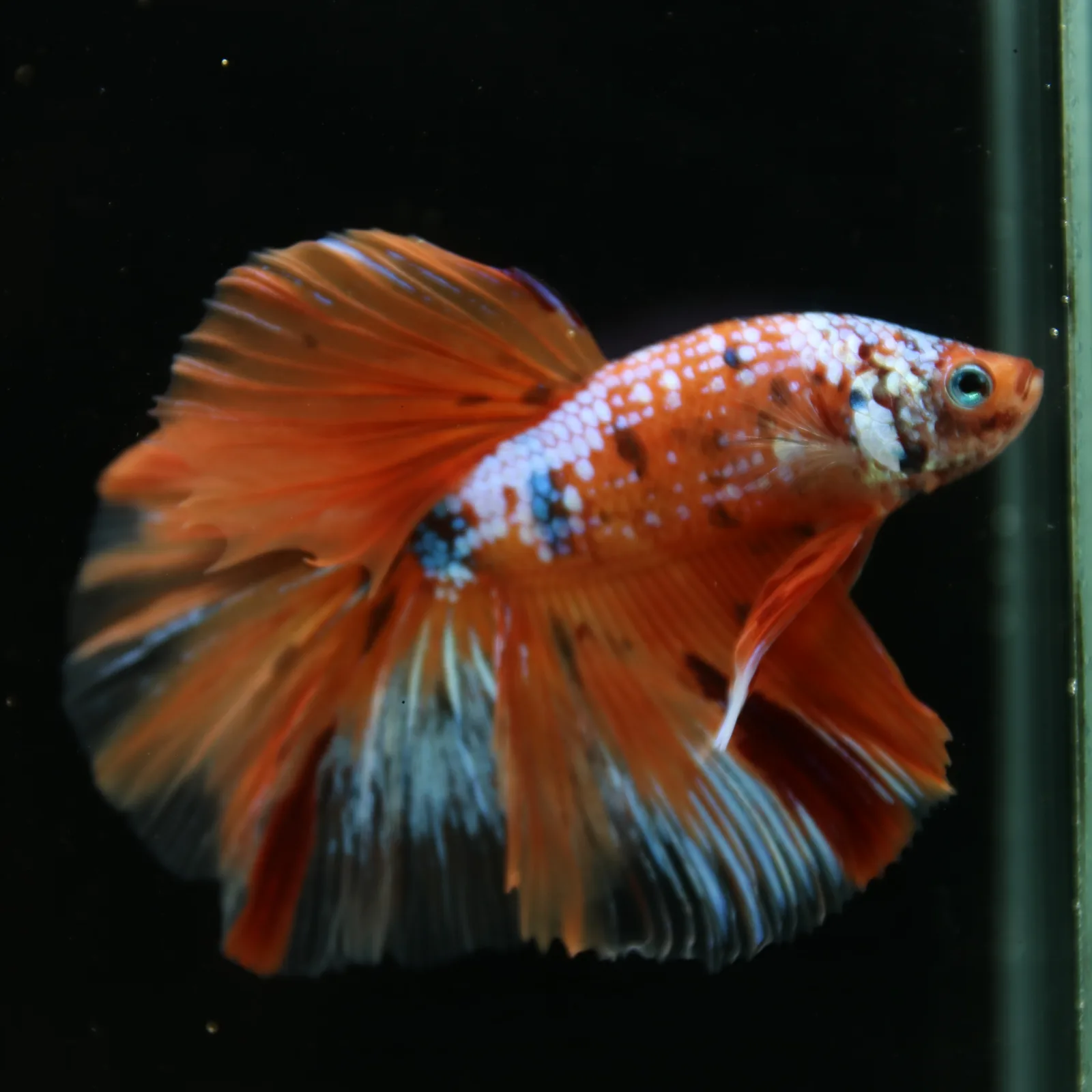 Show Grade Multicolor Galaxy Halfmoon Betta – Orange Koi Male media 6