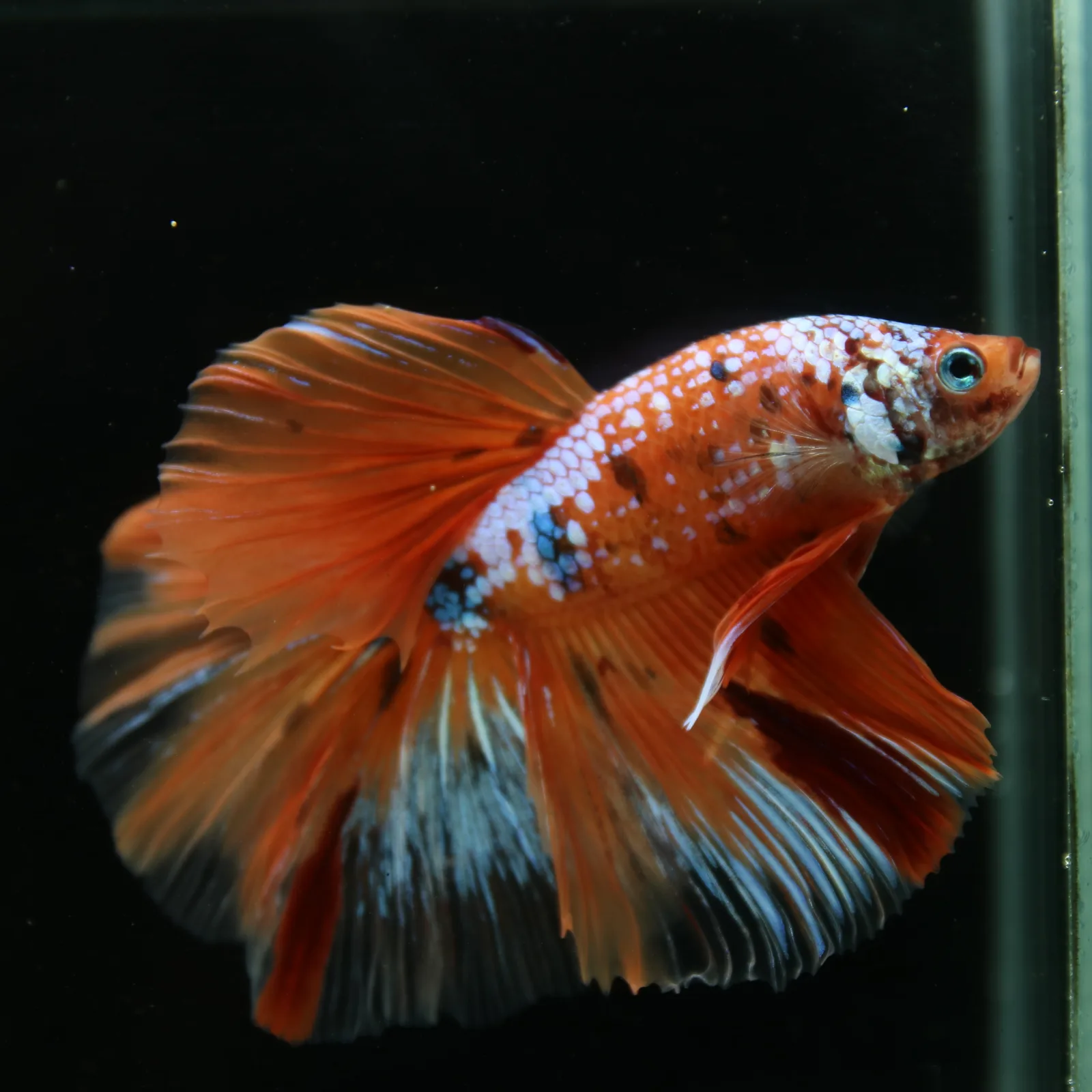 Show Grade Multicolor Galaxy Halfmoon Betta – Orange Koi Male media 7