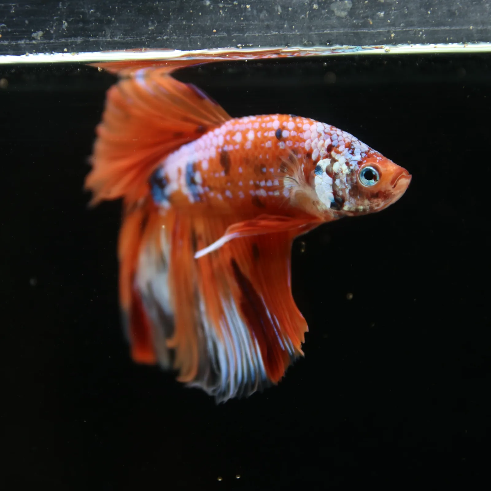 Show Grade Multicolor Galaxy Halfmoon Betta – Orange Koi Male media 9