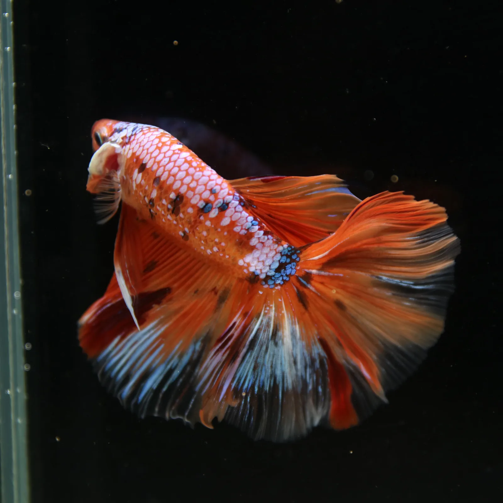 Show Grade Multicolor Galaxy Halfmoon Betta – Orange Koi Male media 10