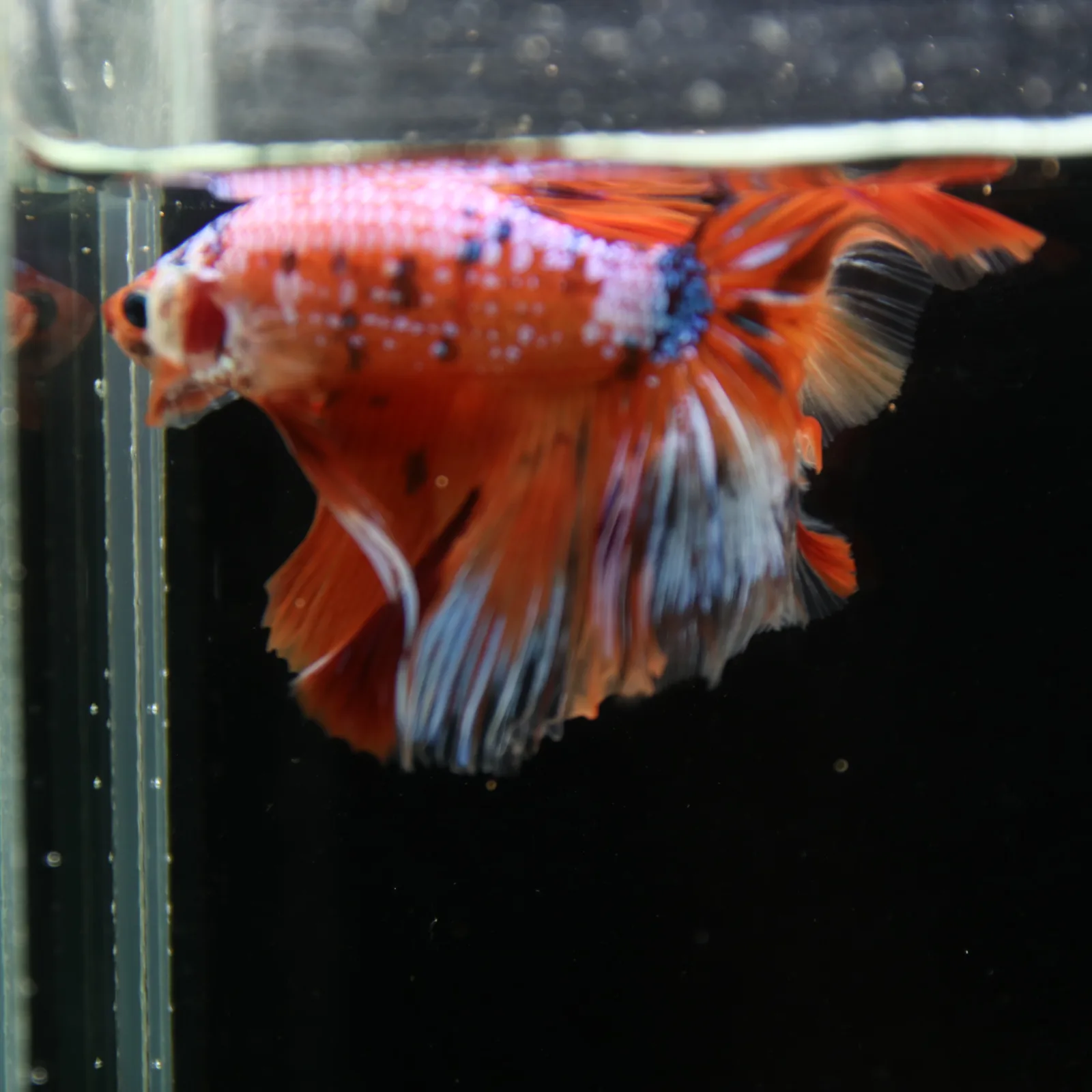 Show Grade Multicolor Galaxy Halfmoon Betta – Orange Koi Male media 11
