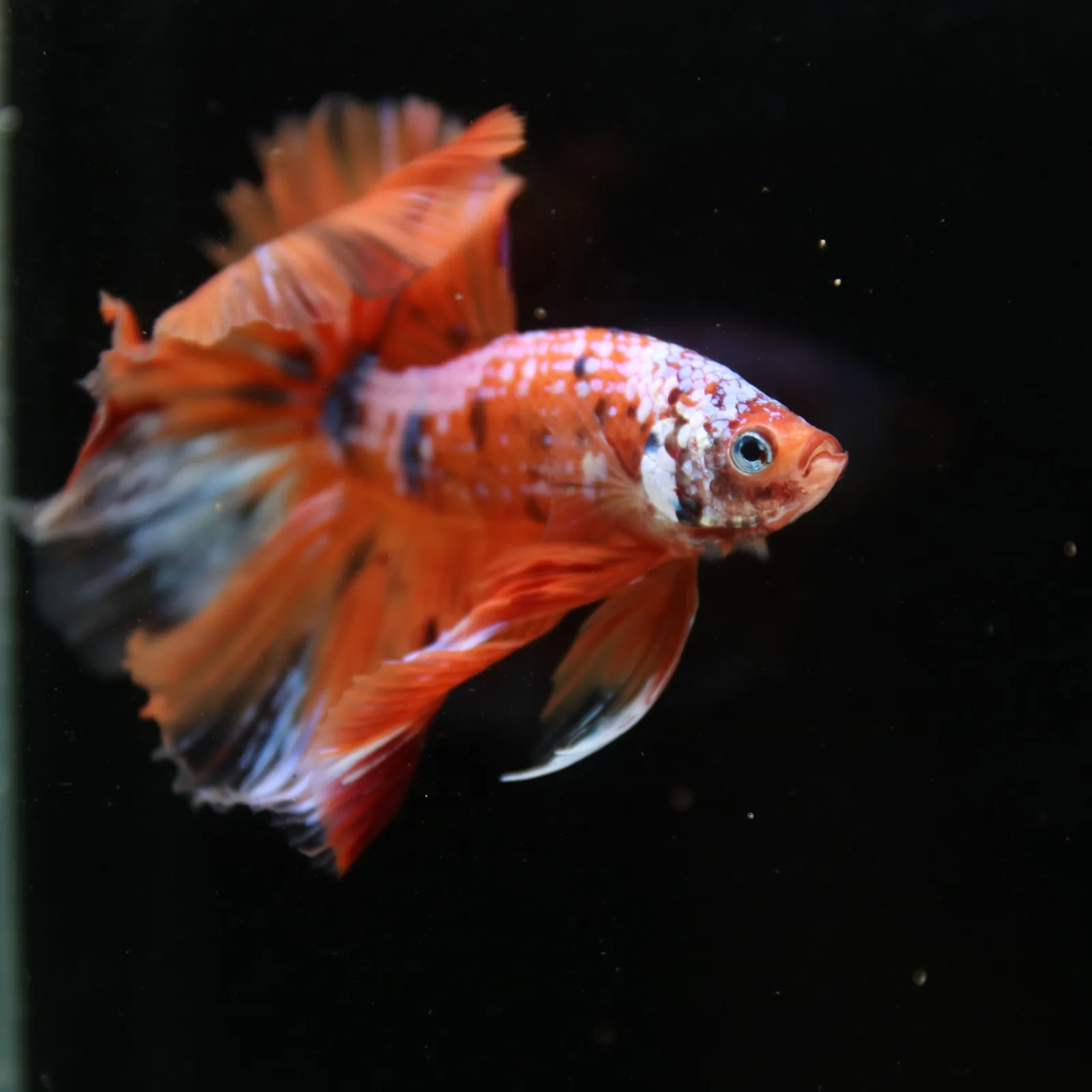 Show Grade Multicolor Galaxy Halfmoon Betta – Orange Koi Male media 13