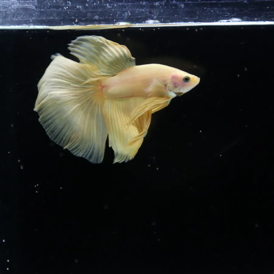 Show Grade Multicolor Galaxy Halfmoon Betta – Orange Male