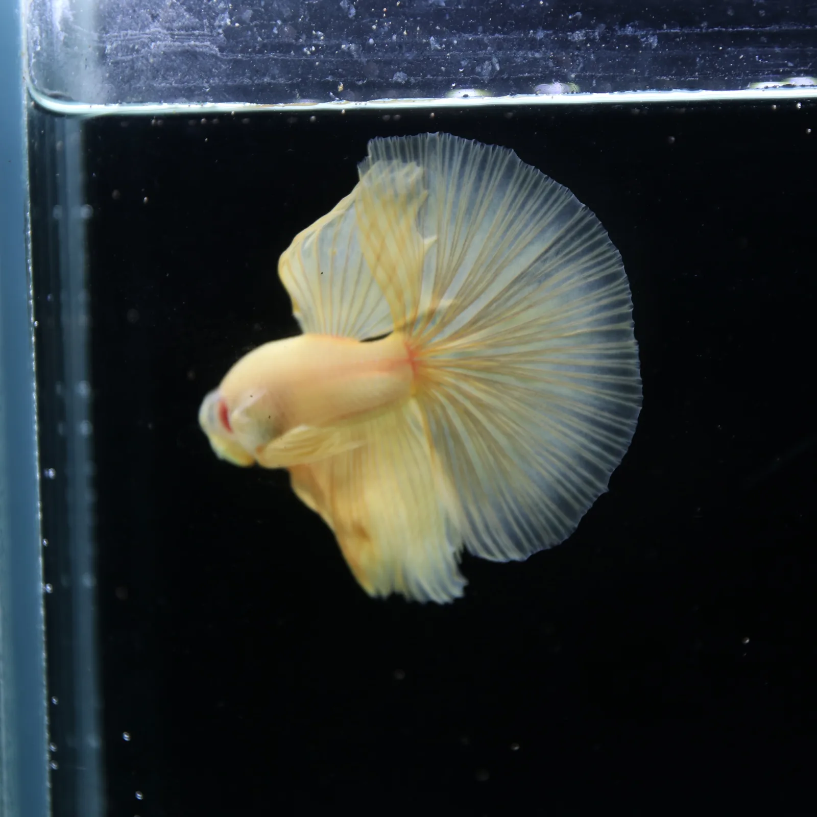 Show Grade Multicolor Galaxy Halfmoon Betta – Orange Male media 3