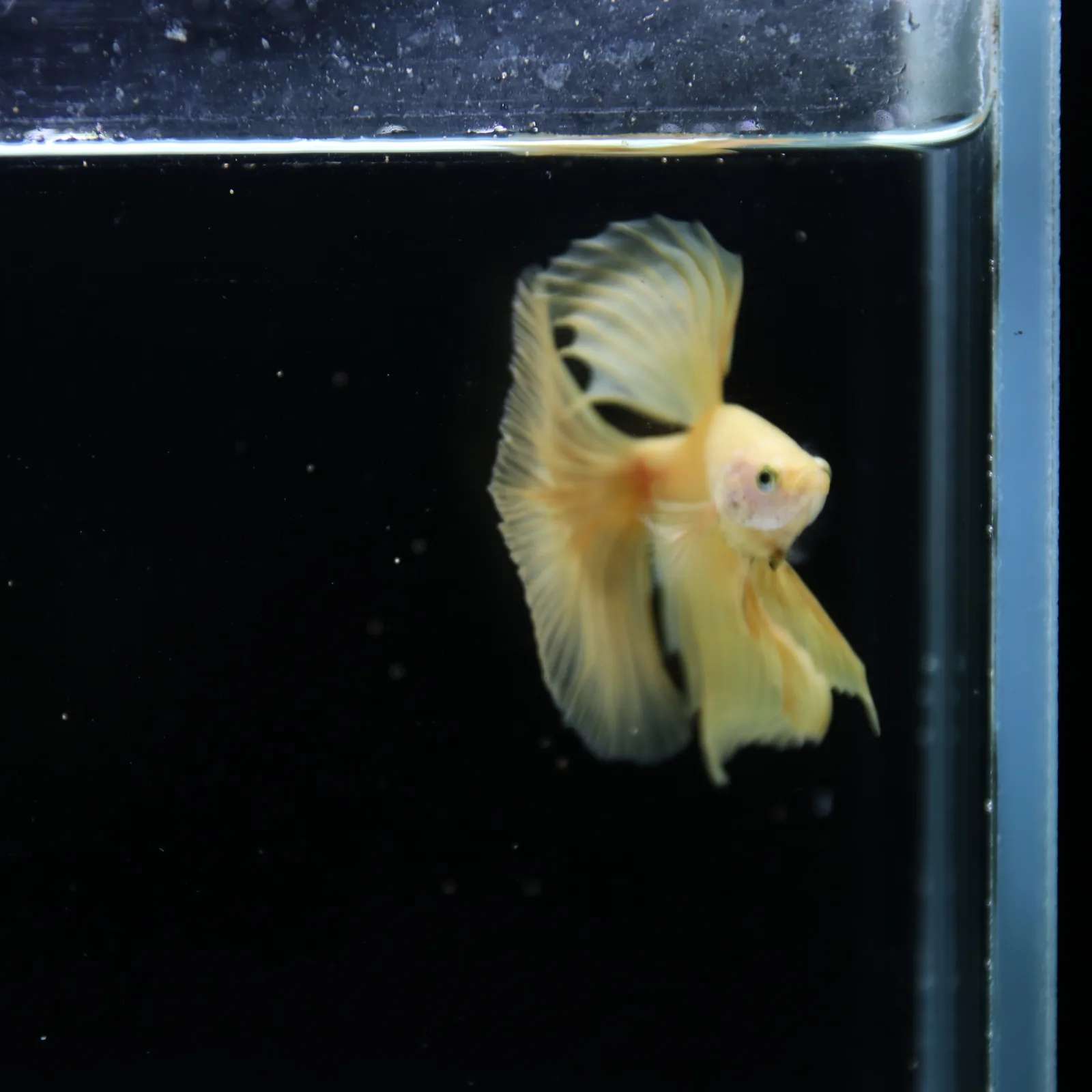 Show Grade Multicolor Galaxy Halfmoon Betta – Orange Male media 5