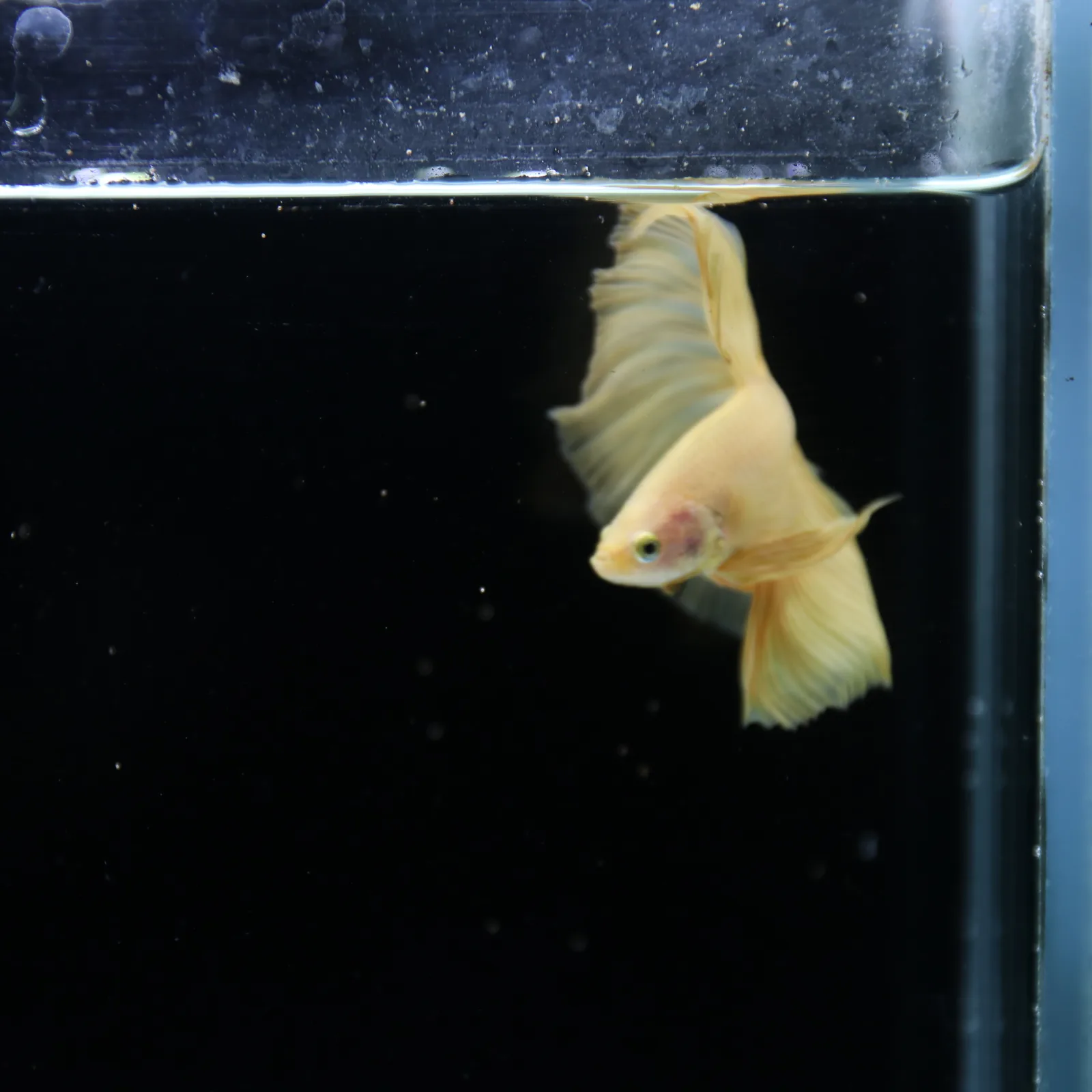Show Grade Multicolor Galaxy Halfmoon Betta – Orange Male media 6