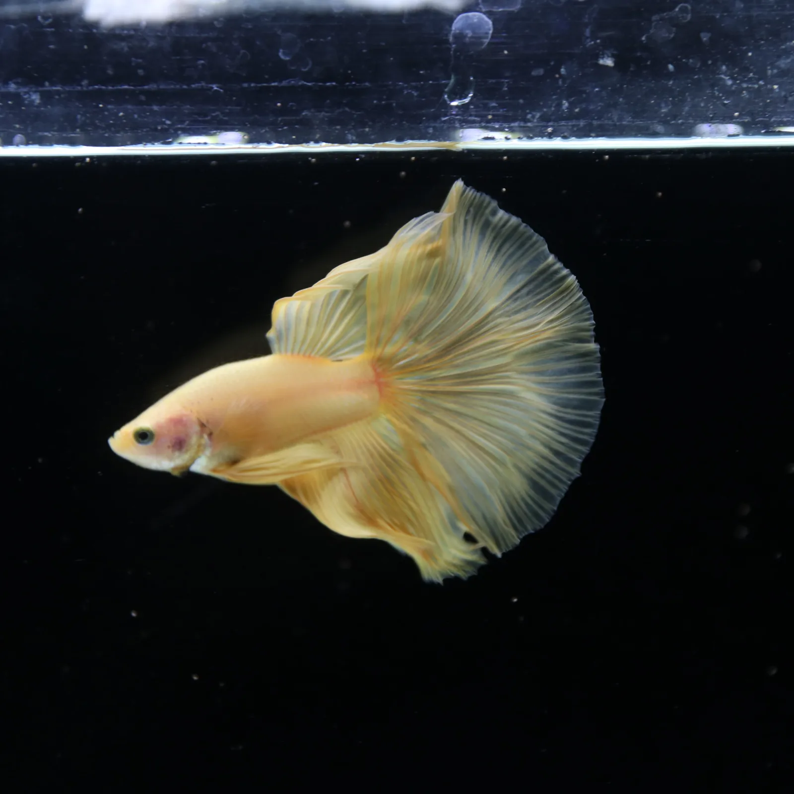 Show Grade Multicolor Galaxy Halfmoon Betta – Orange Male media 8