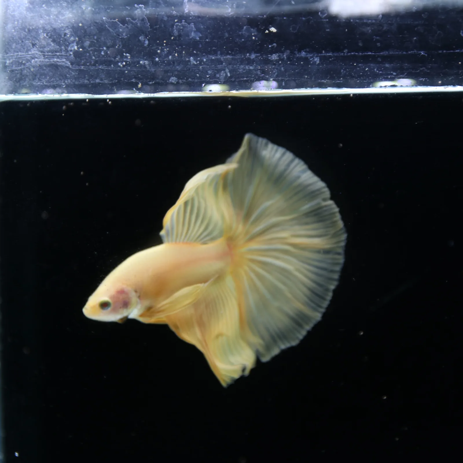 Show Grade Multicolor Galaxy Halfmoon Betta – Orange Male media 10
