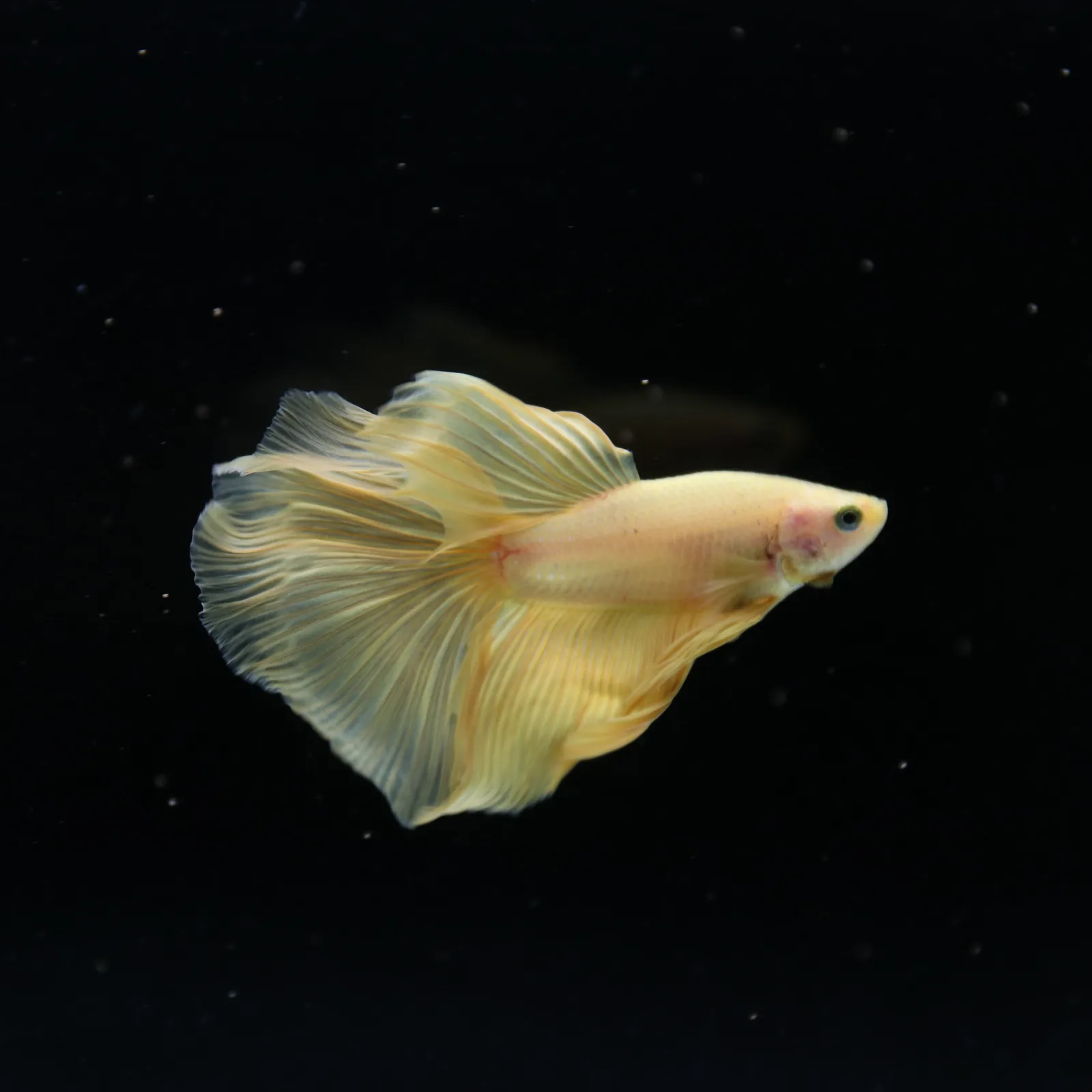 Show Grade Multicolor Galaxy Halfmoon Betta – Orange Male media 11