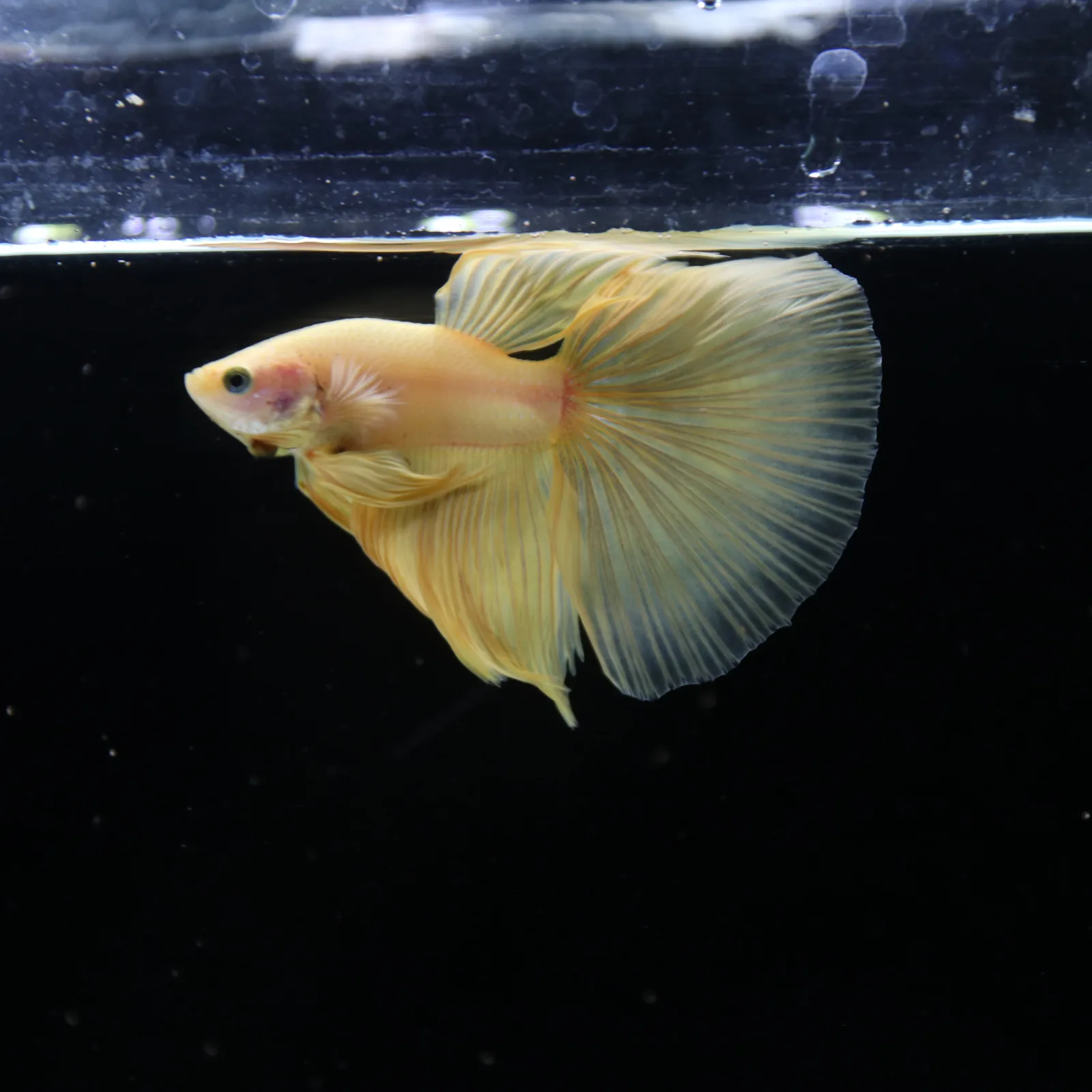 Show Grade Multicolor Galaxy Halfmoon Betta – Orange Male media 13