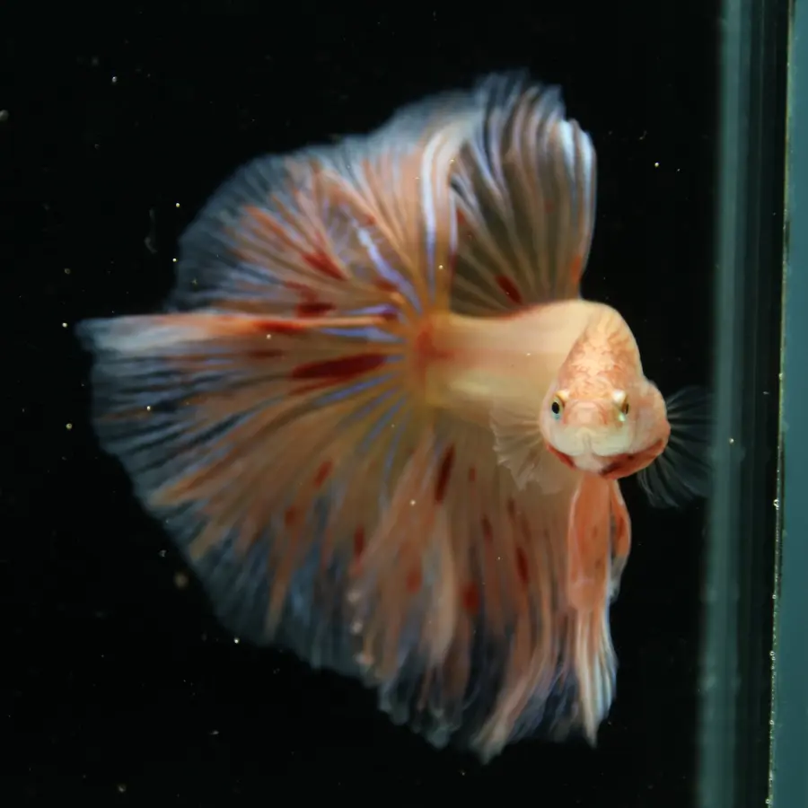Show Grade Lavender Orange Halfmoon Betta – Pastel Male Betta splendens