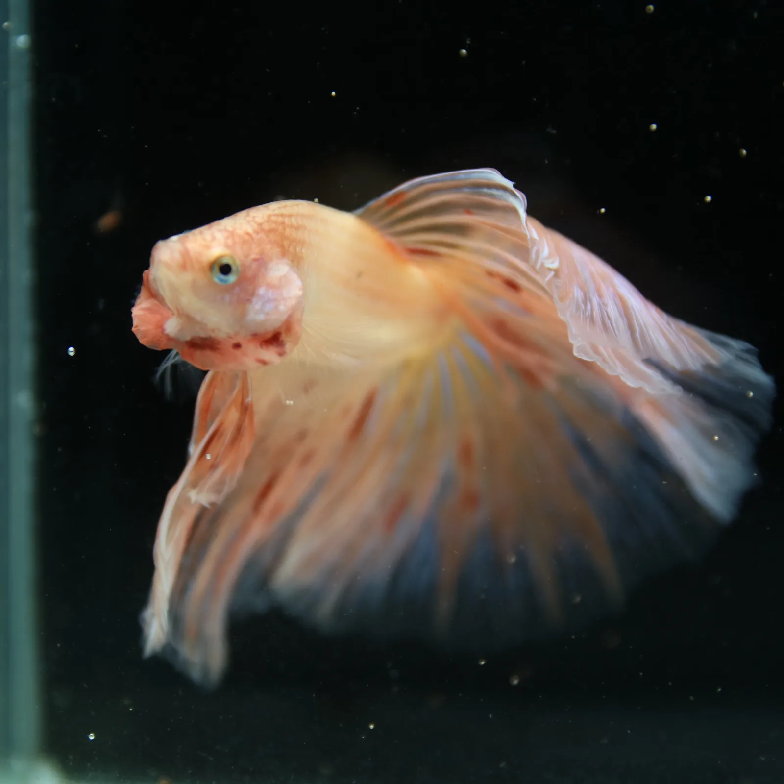 Show Grade Lavender Orange Halfmoon Betta – Pastel Male Betta splendens media 3