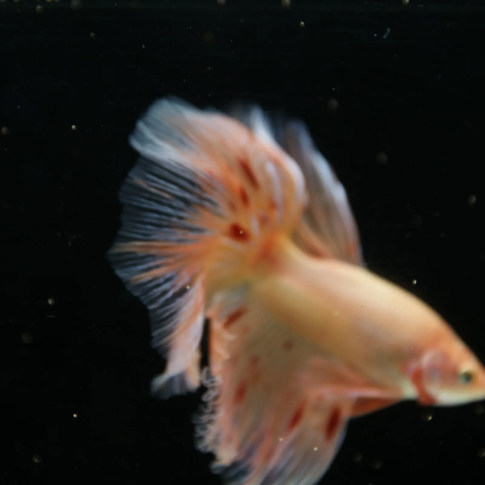 Show Grade Lavender Orange Halfmoon Betta – Pastel Male Betta splendens media 5