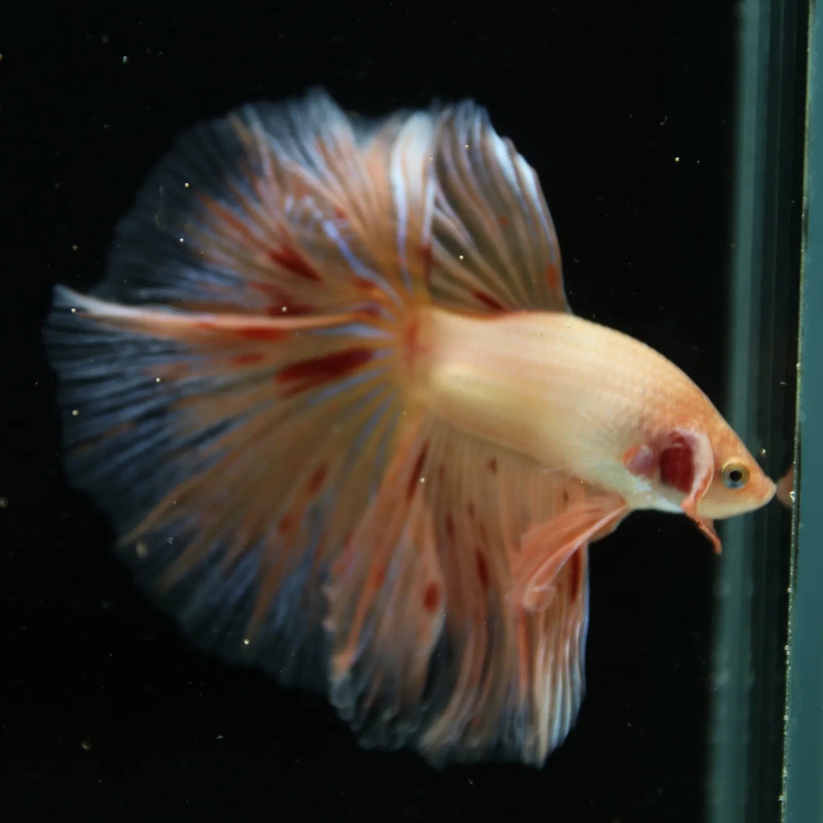 Show Grade Lavender Orange Halfmoon Betta – Pastel Male Betta splendens media 6