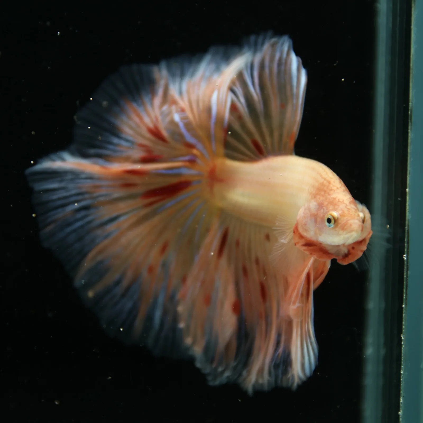 Show Grade Lavender Orange Halfmoon Betta – Pastel Male Betta splendens media 7