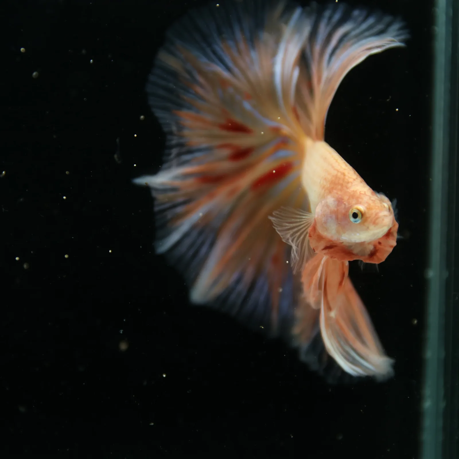 Show Grade Lavender Orange Halfmoon Betta – Pastel Male Betta splendens media 8