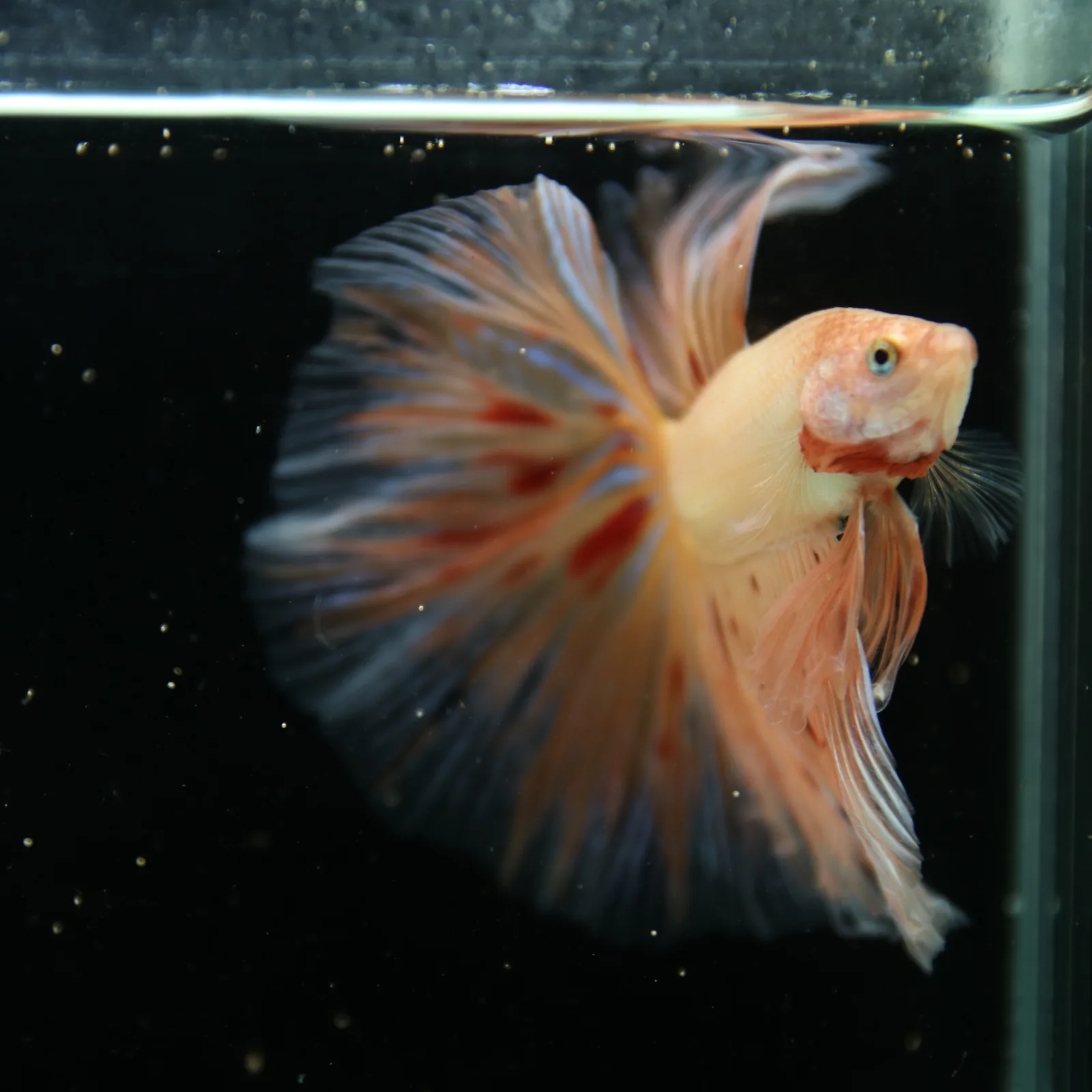 Show Grade Lavender Orange Halfmoon Betta – Pastel Male Betta splendens media 10