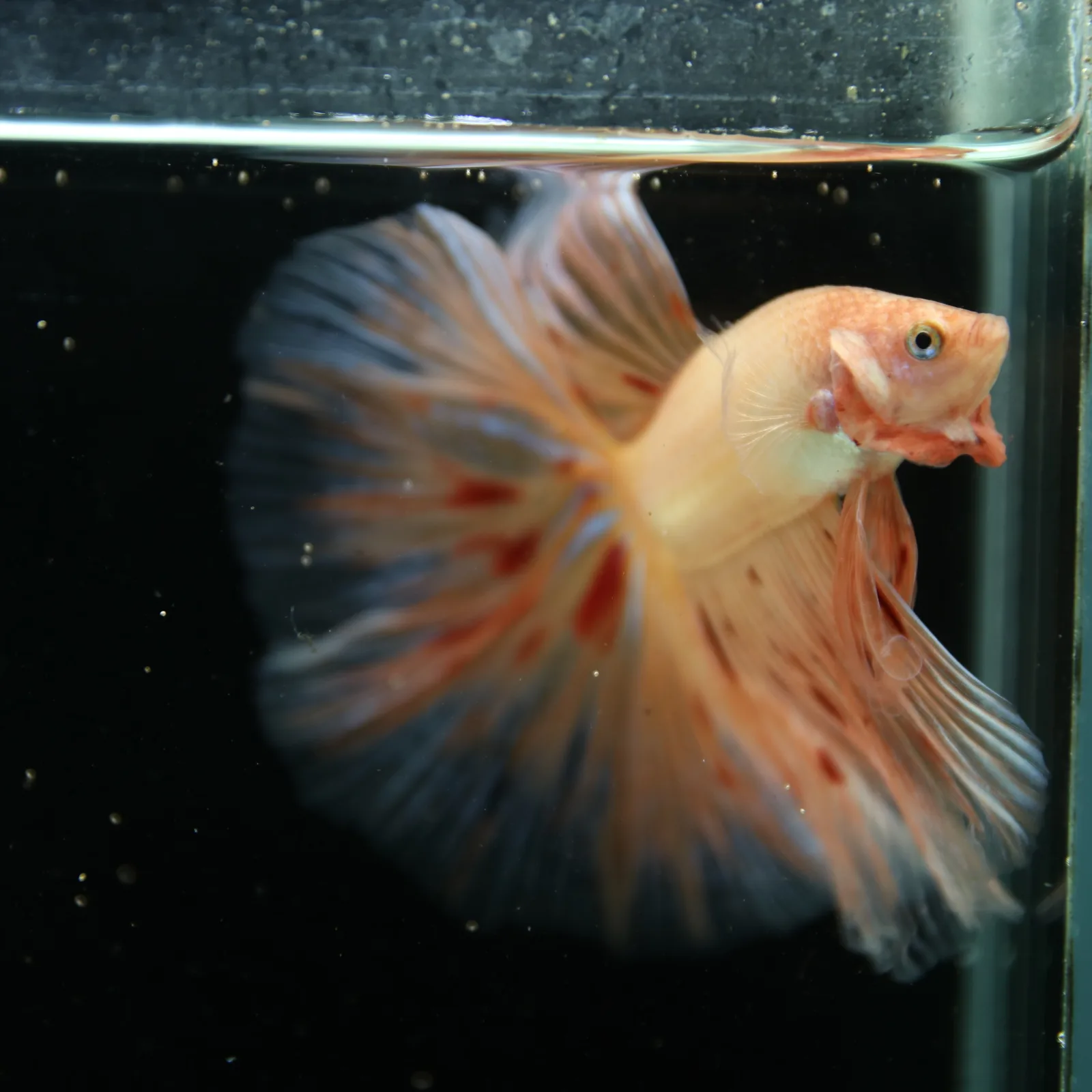 Show Grade Lavender Orange Halfmoon Betta – Pastel Male Betta splendens media 11