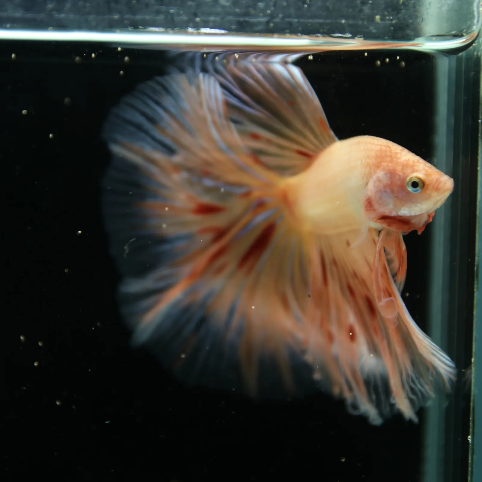 Show Grade Lavender Orange Halfmoon Betta – Pastel Male Betta splendens media 12