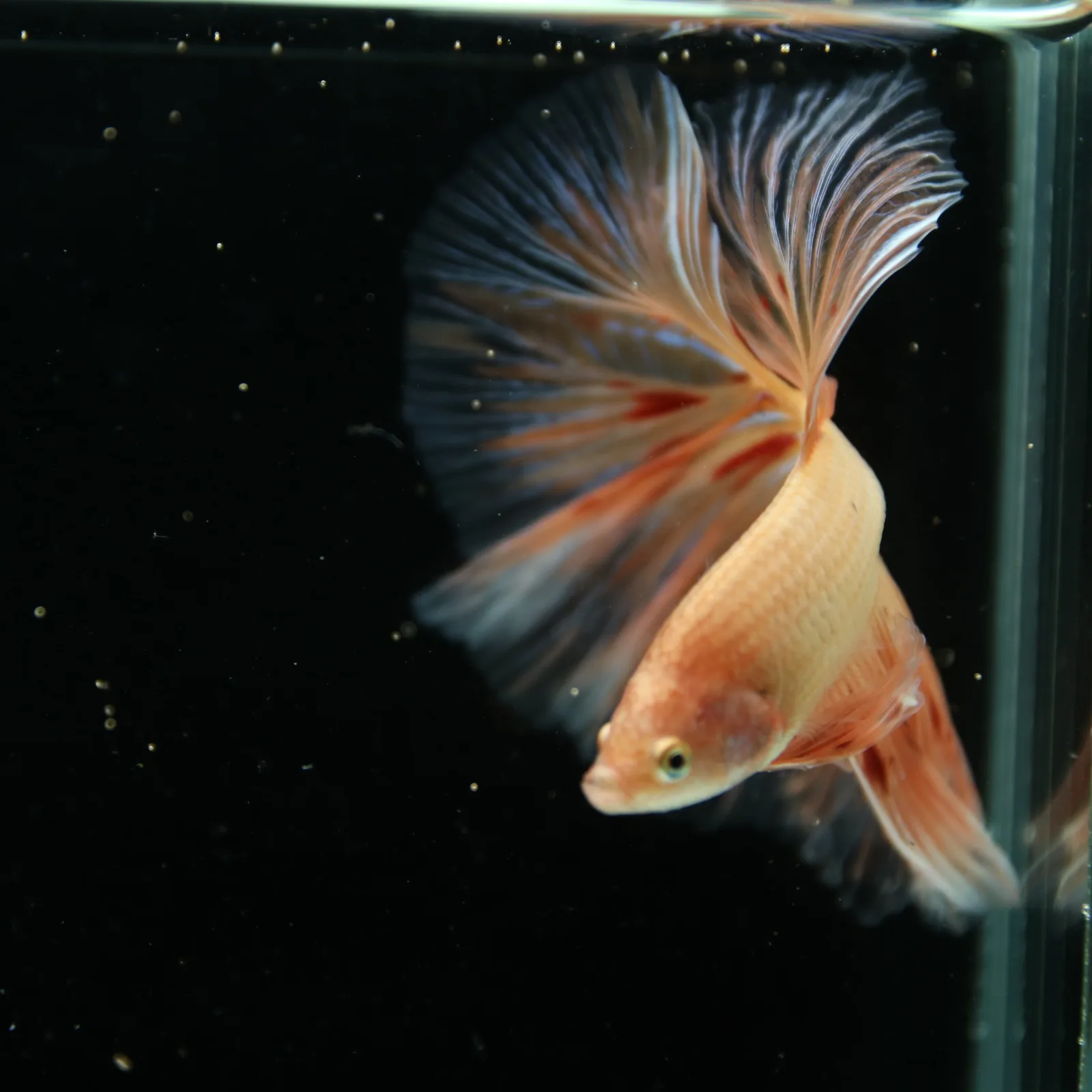 Show Grade Lavender Orange Halfmoon Betta – Pastel Male Betta splendens media 13
